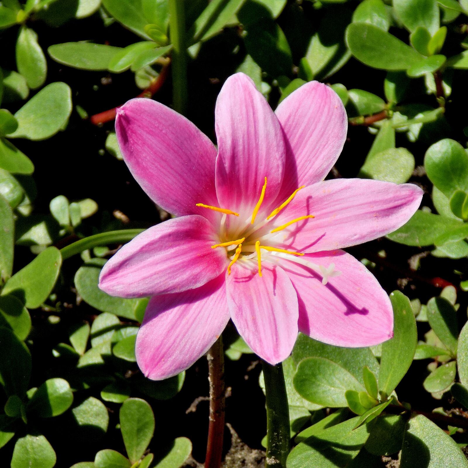 Nikon COOLPIX L330 sample photo. Flower, plant, garden photography