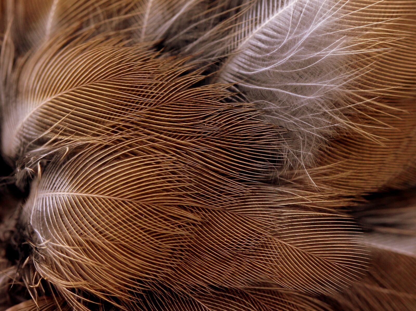 Canon EF-S 60mm F2.8 Macro USM sample photo. Snowflakes, feather, birds photography