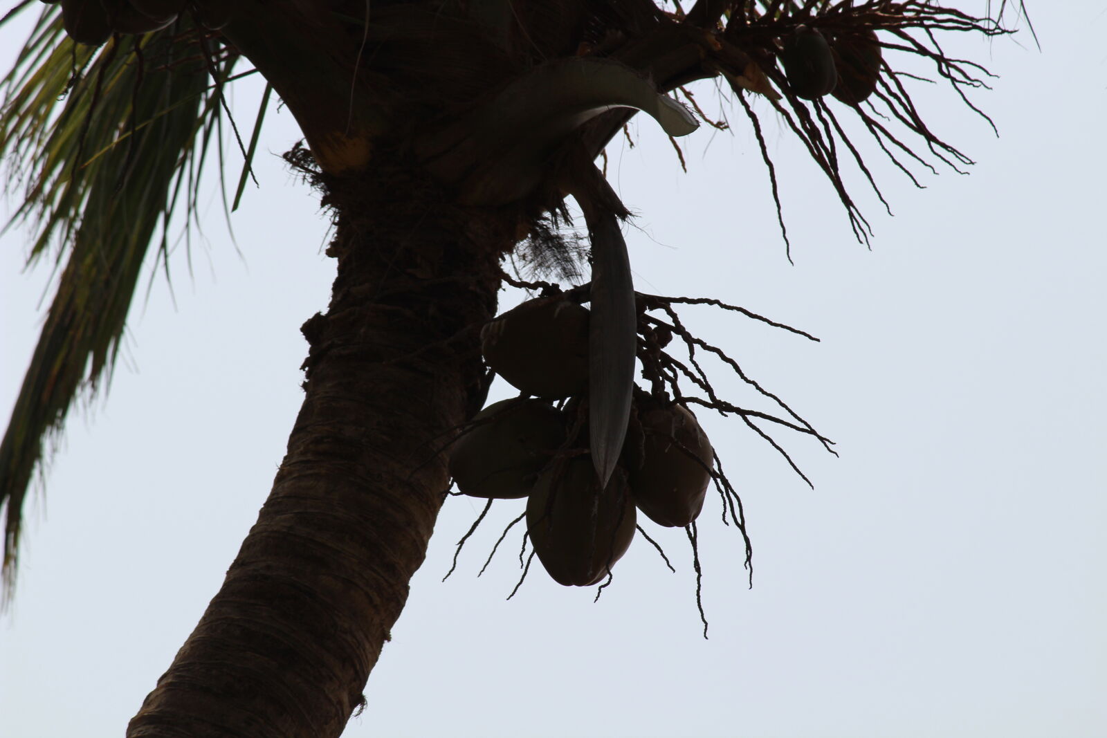 Canon EOS 1300D (EOS Rebel T6 / EOS Kiss X80) sample photo. Coconut, tree photography