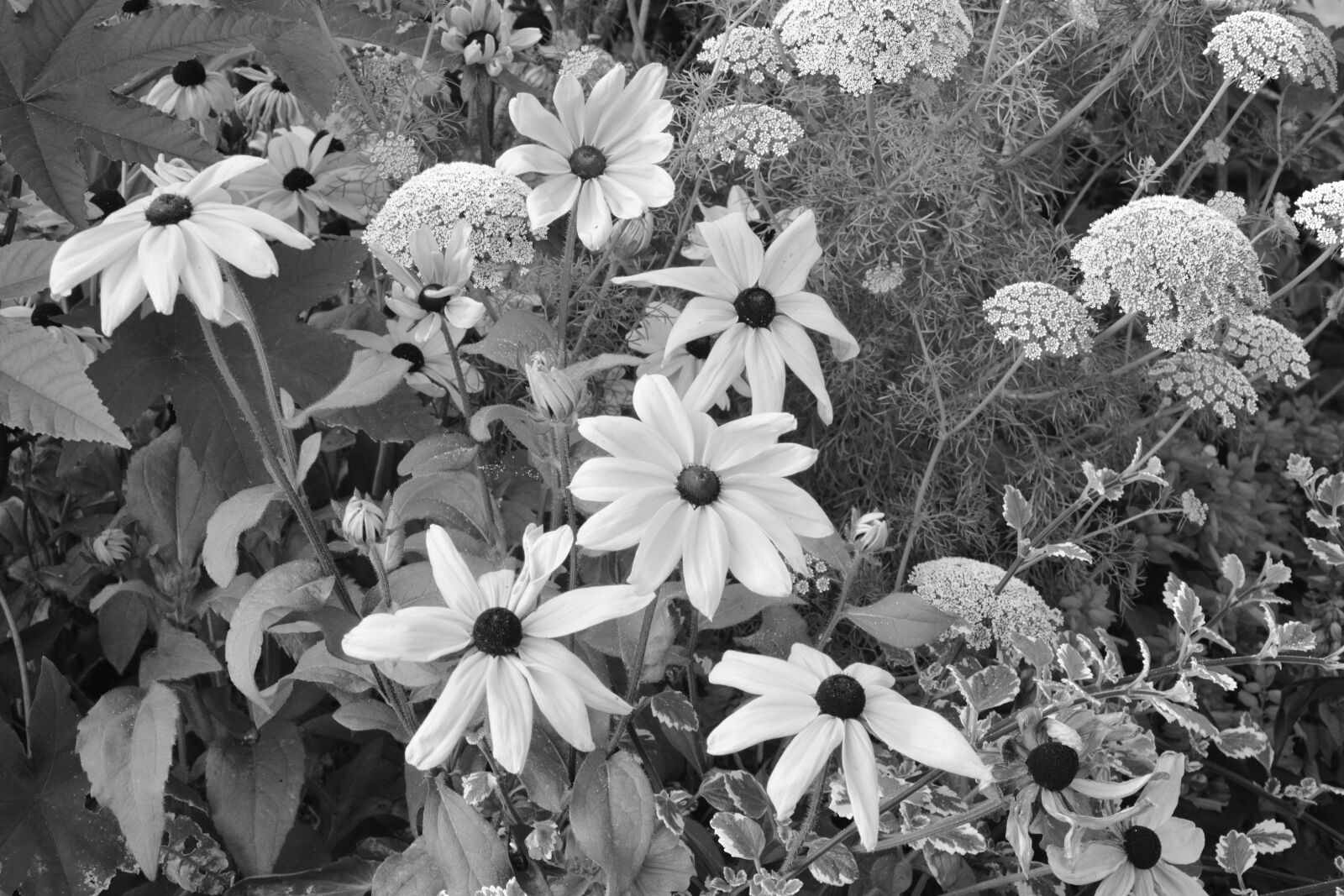 Nikon D5200 sample photo. Flowers, massif, parterre photography