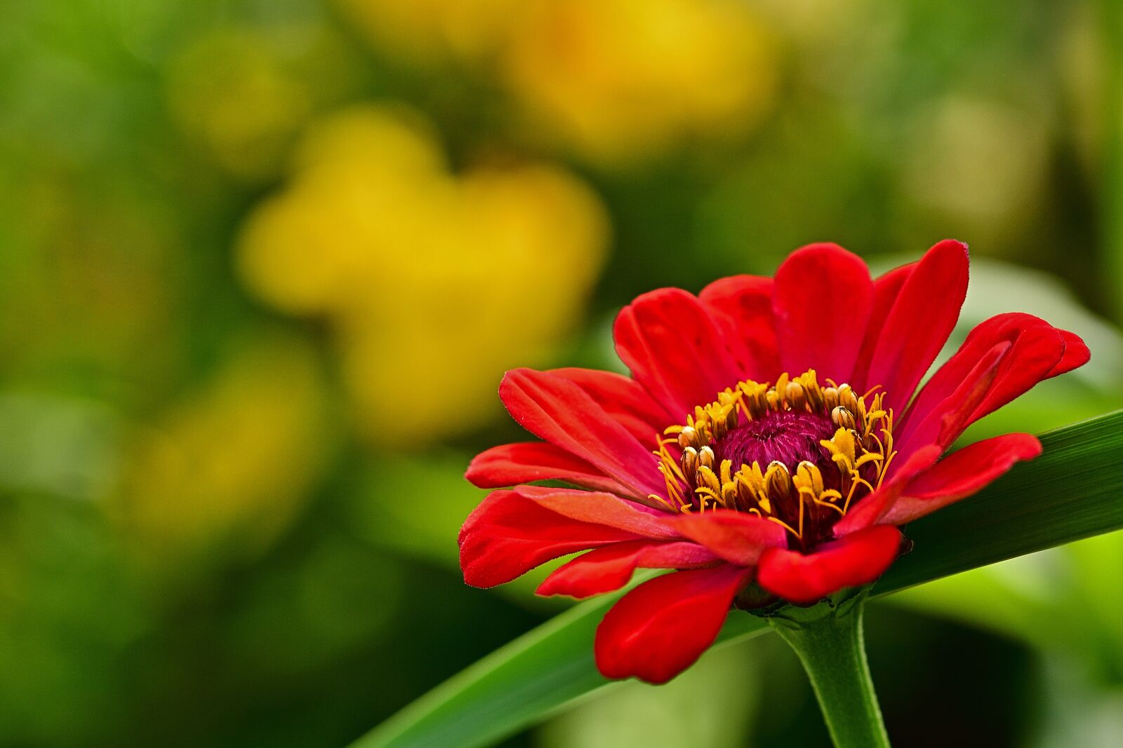 Nikon D5200 sample photo. Blossom, bloom, flower photography