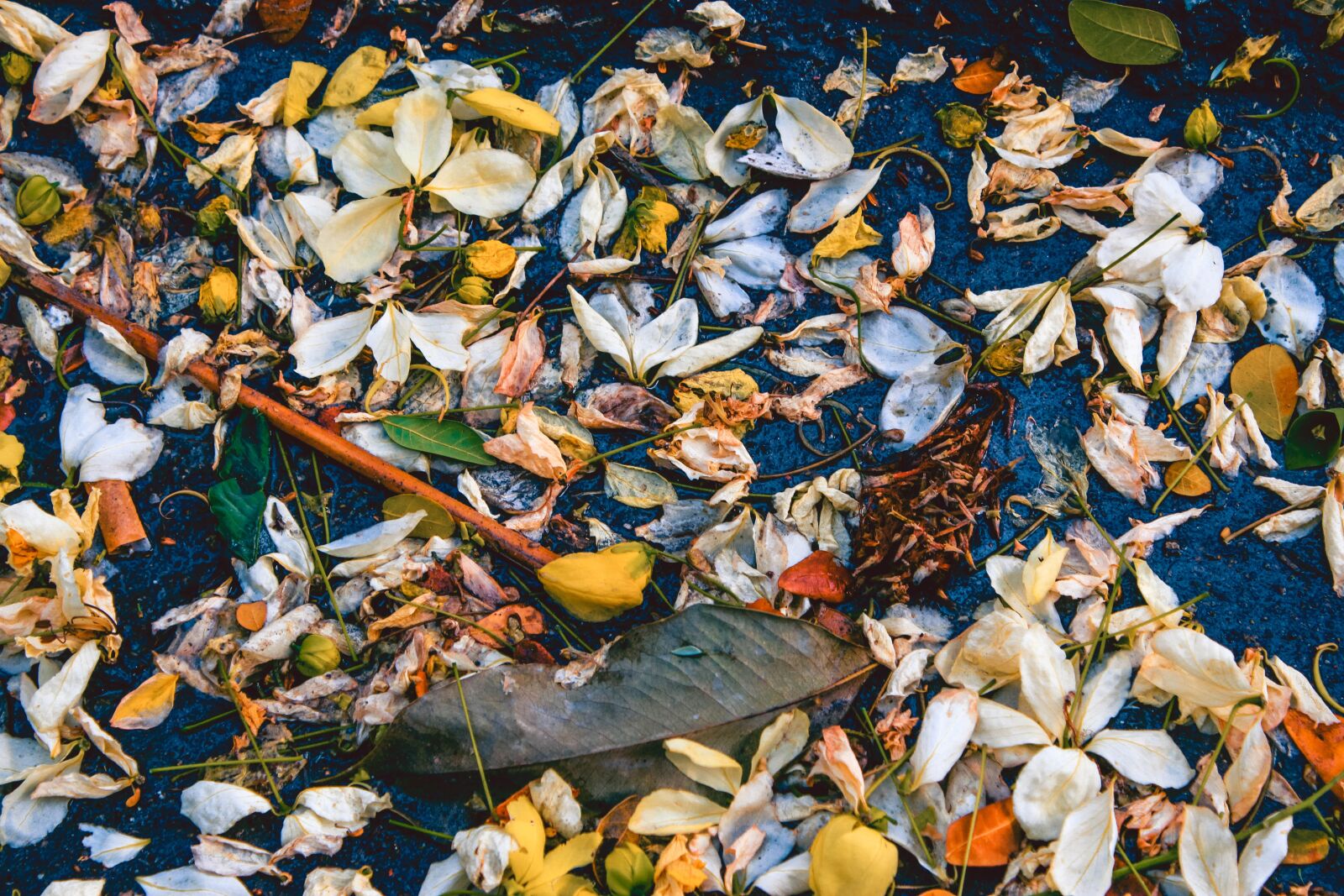 Canon EOS 7D sample photo. Petals, fallen, leaves photography