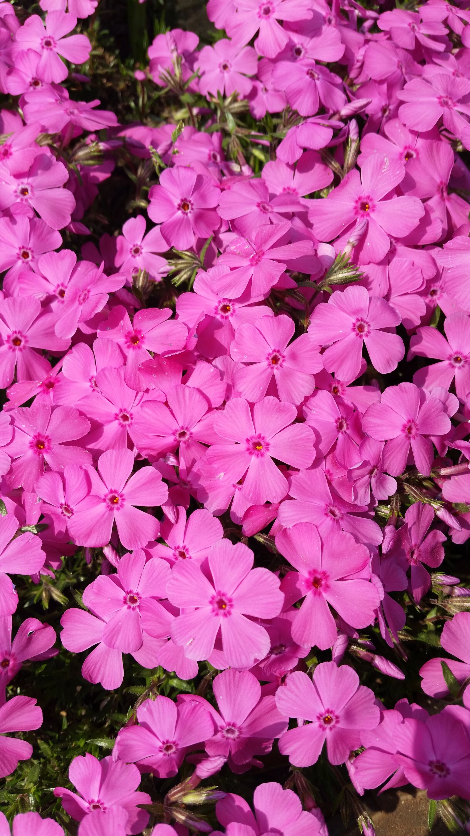 Samsung Galaxy S5 sample photo. Spring flowers, pink, flowers photography