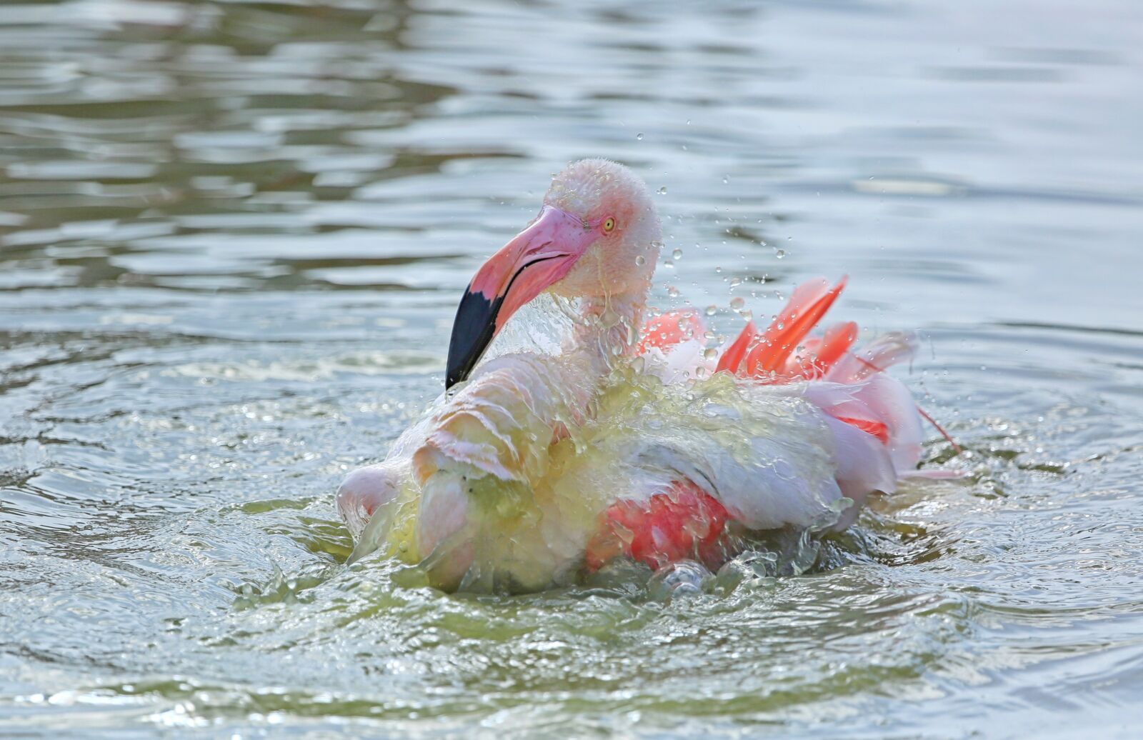 Canon EF 100-400mm F4.5-5.6L IS USM sample photo. Pen, flemish, nature photography