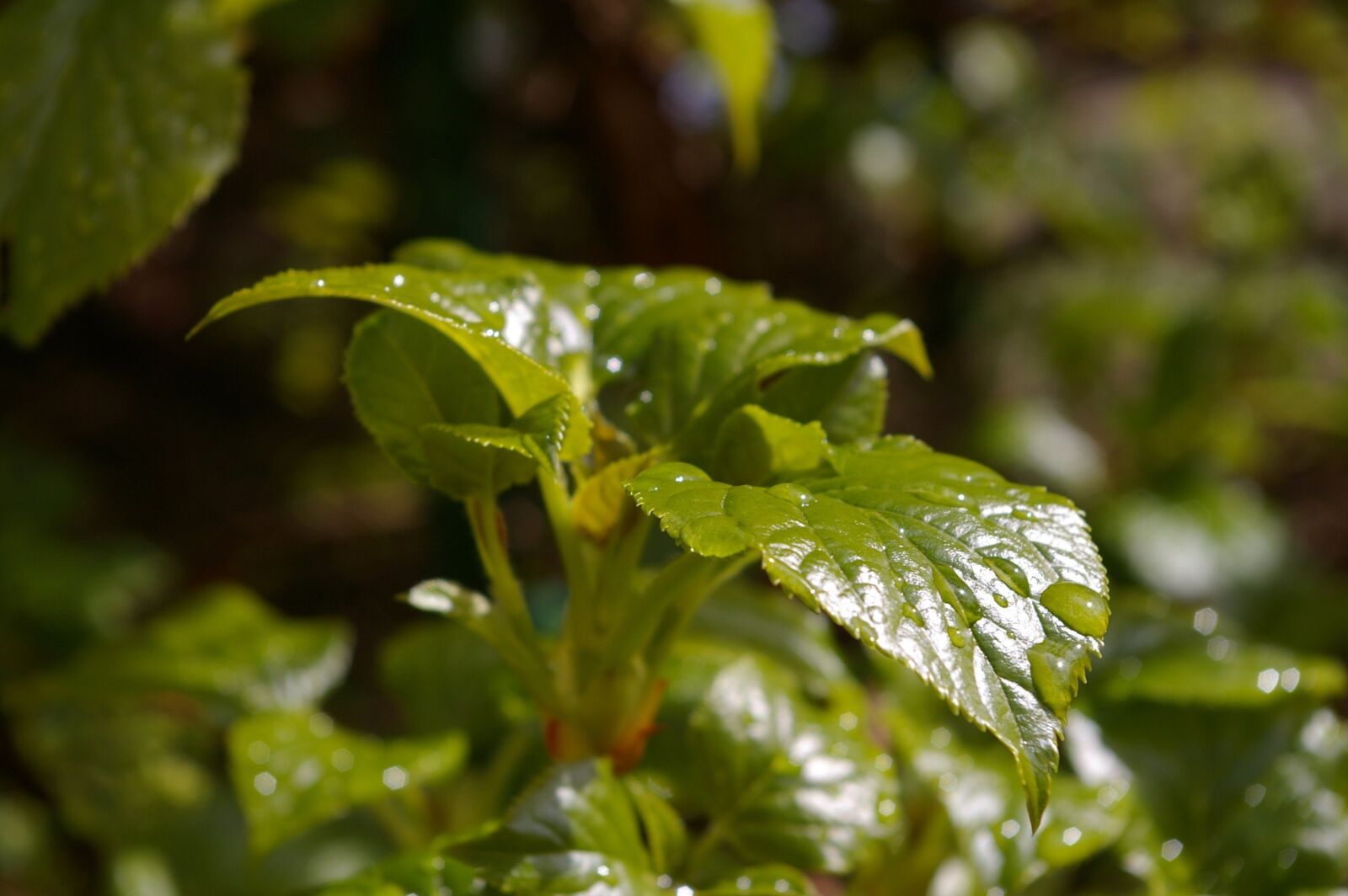 Pentax *ist DL2 sample photo. Spring, garden, plant photography