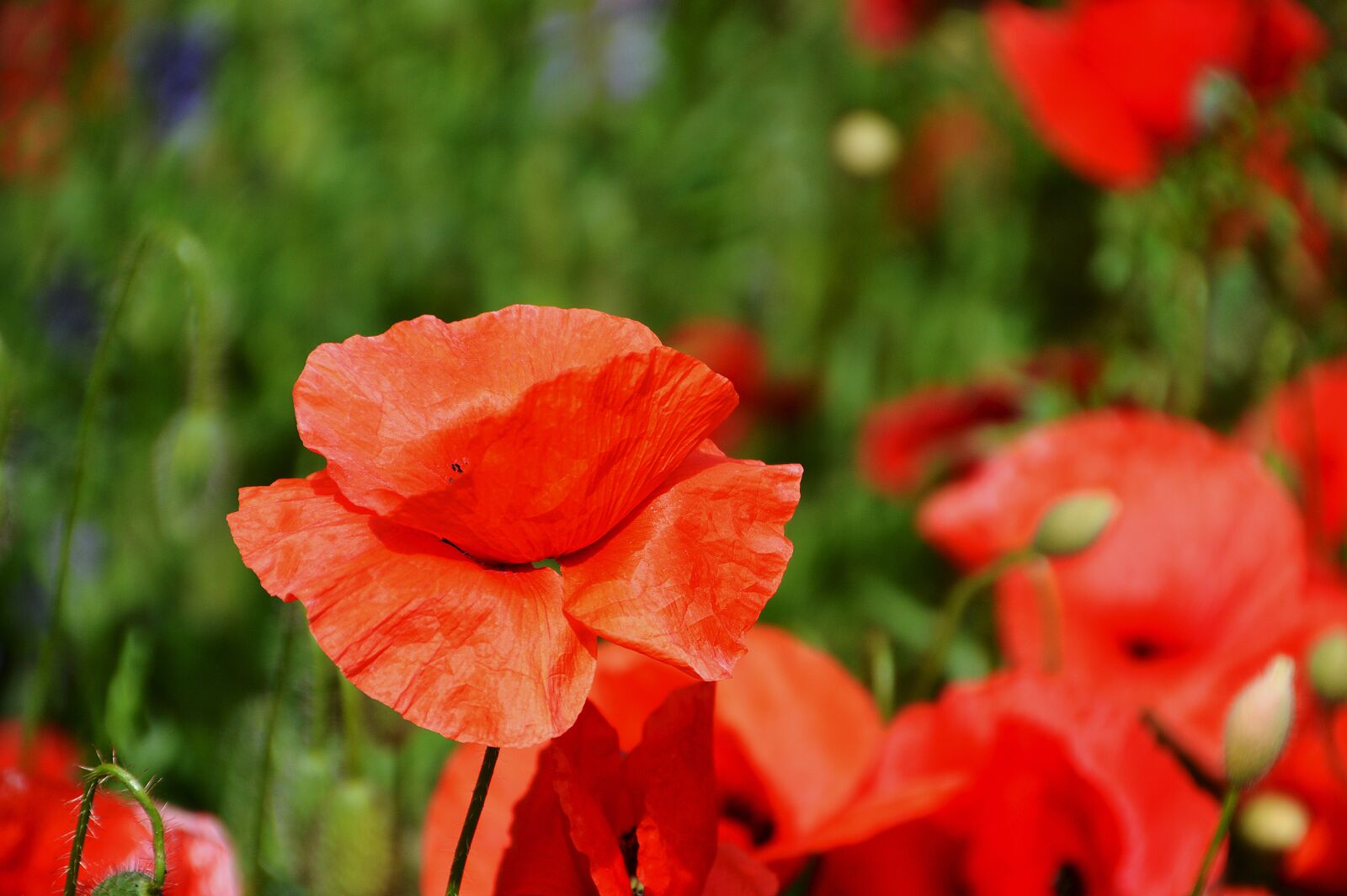 Nikon D3200 sample photo. Poppy, flower, flora photography