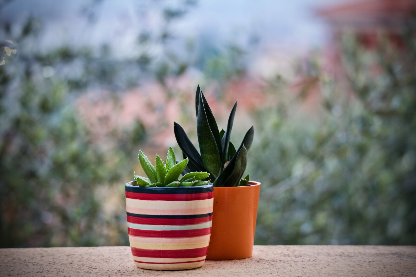 Canon EOS M sample photo. Fat plants, leaf, flower photography