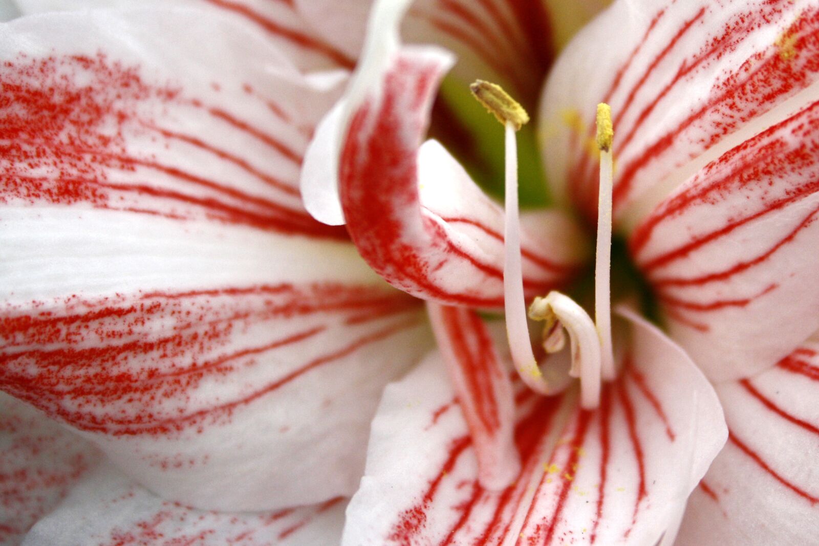 Canon EOS 1000D (EOS Digital Rebel XS / EOS Kiss F) sample photo. Flower, red, white photography