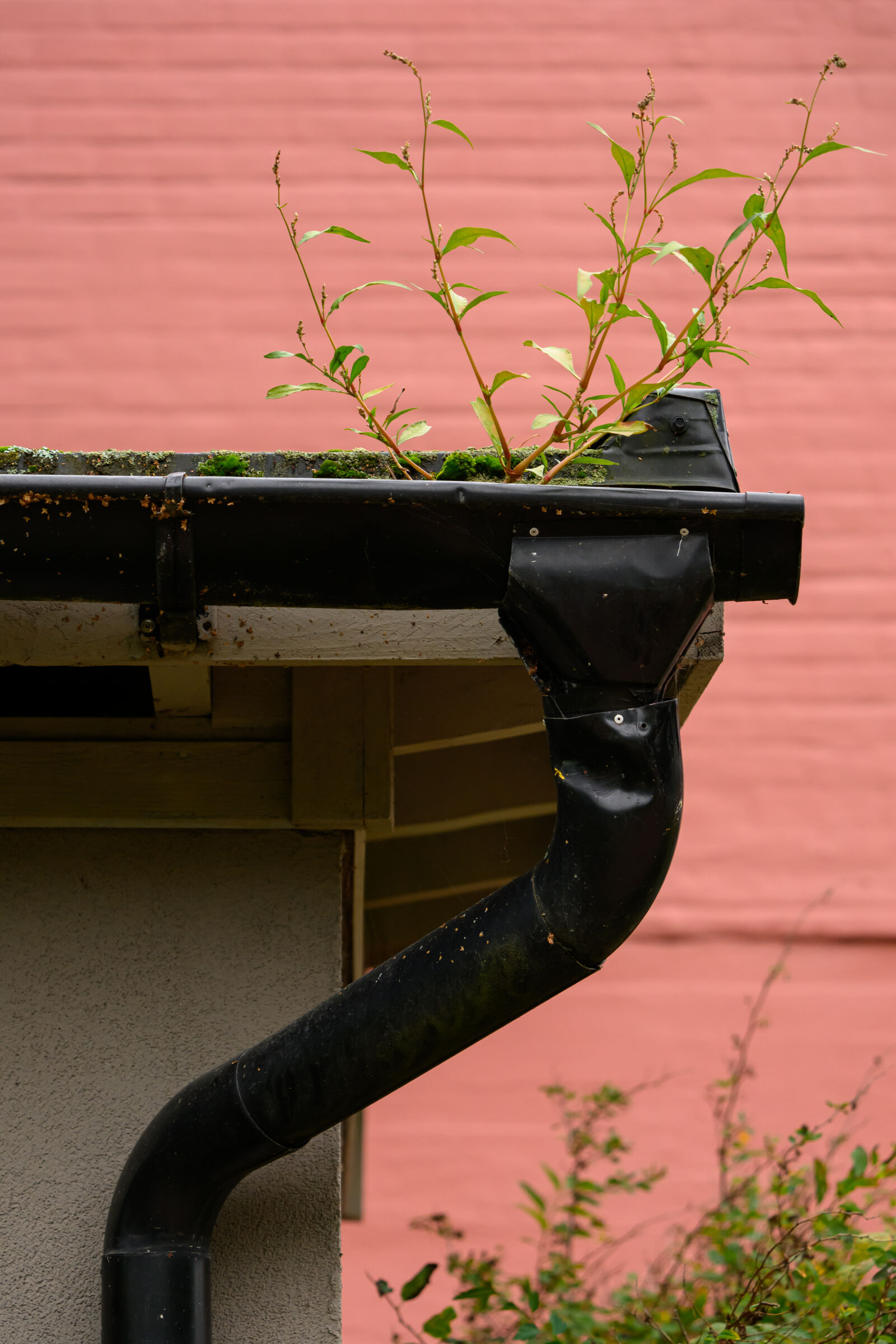 Nikon Z8 sample photo. Life find its way photography