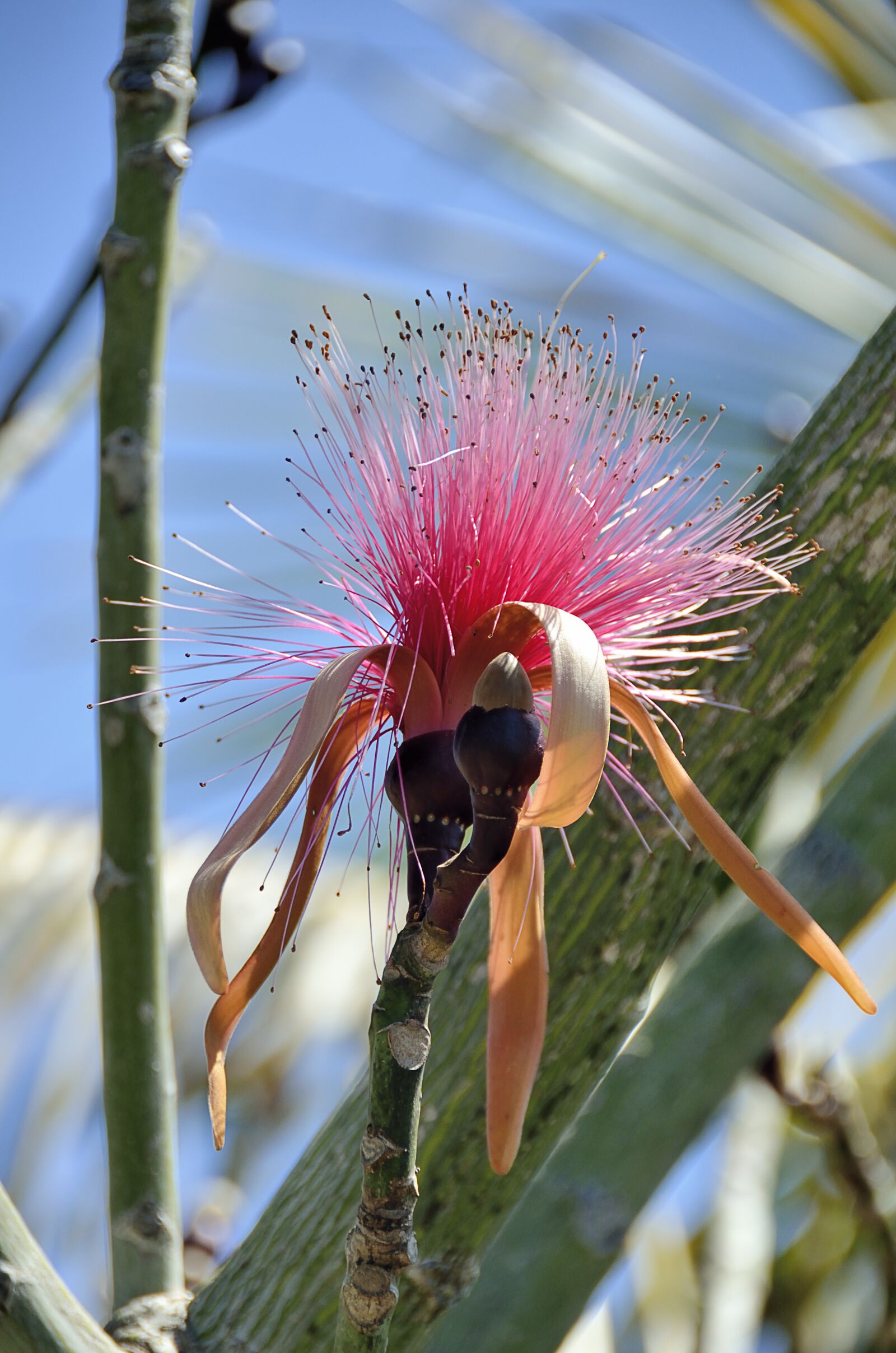 Nikon D7000 sample photo. Central america, mexico, nature photography