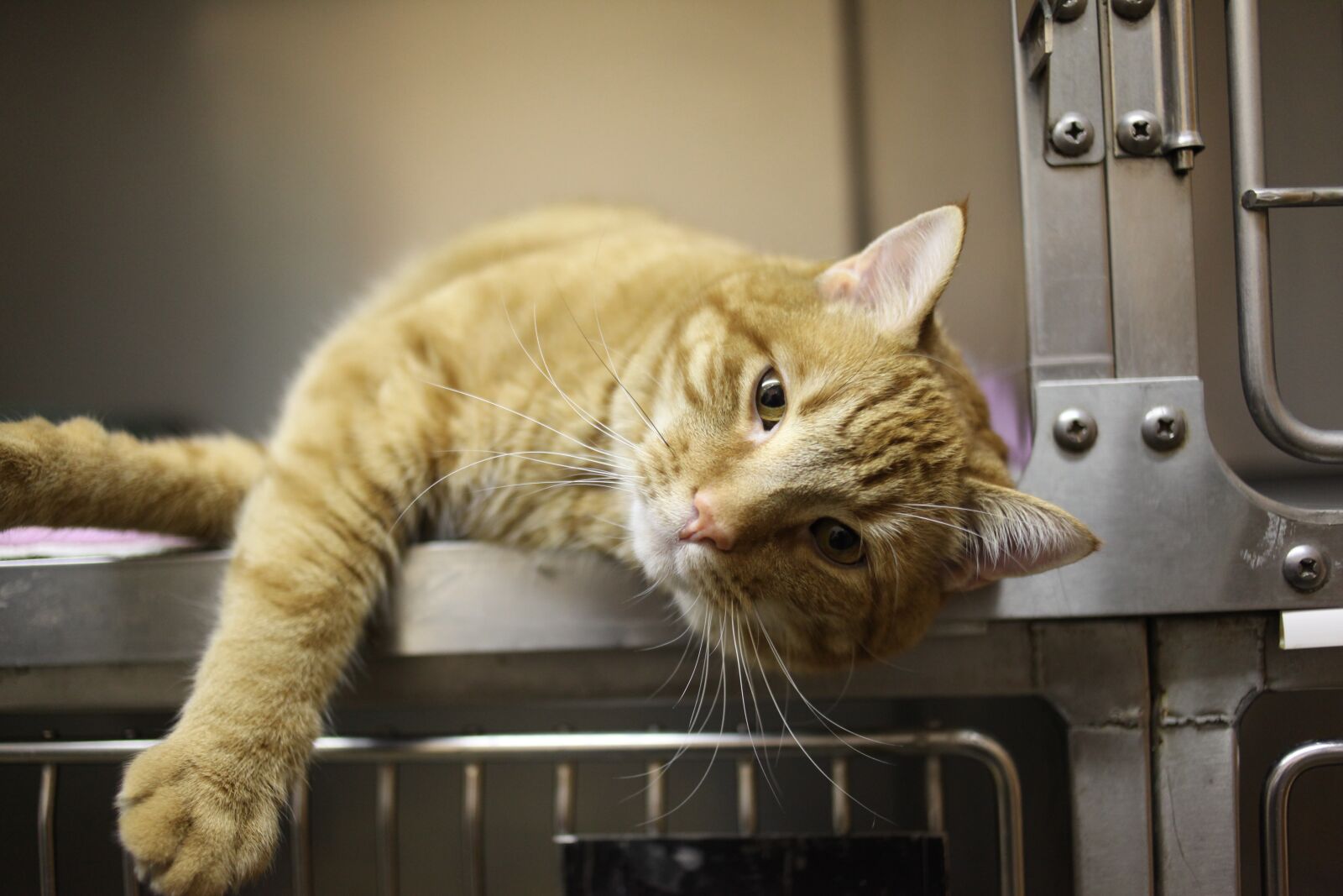 Canon EOS 5D Mark II sample photo. Cat, kitty, veterinarian photography