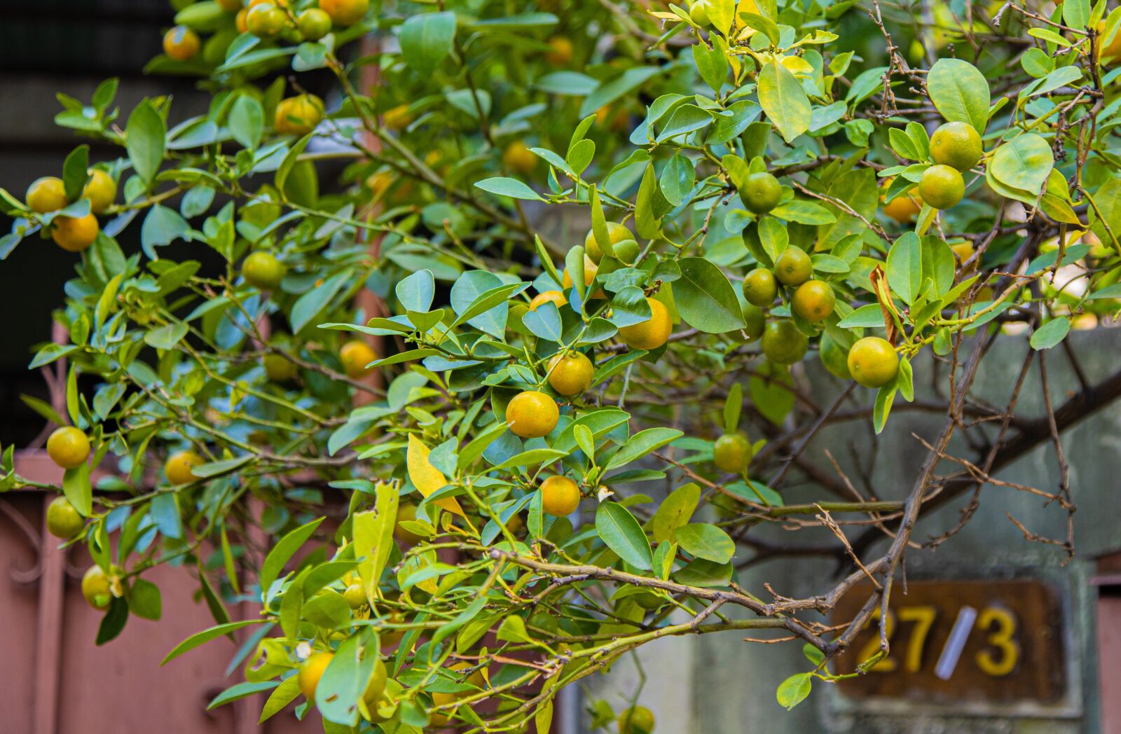 Canon EOS RP sample photo. Bergamot, bush, tree photography