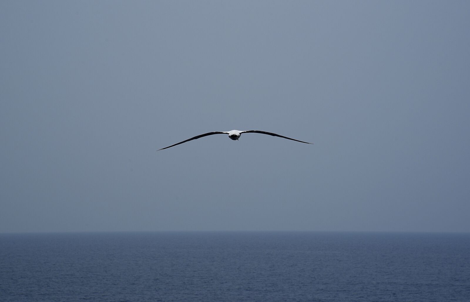 Nikon D750 sample photo. Seagull, bird, sea photography