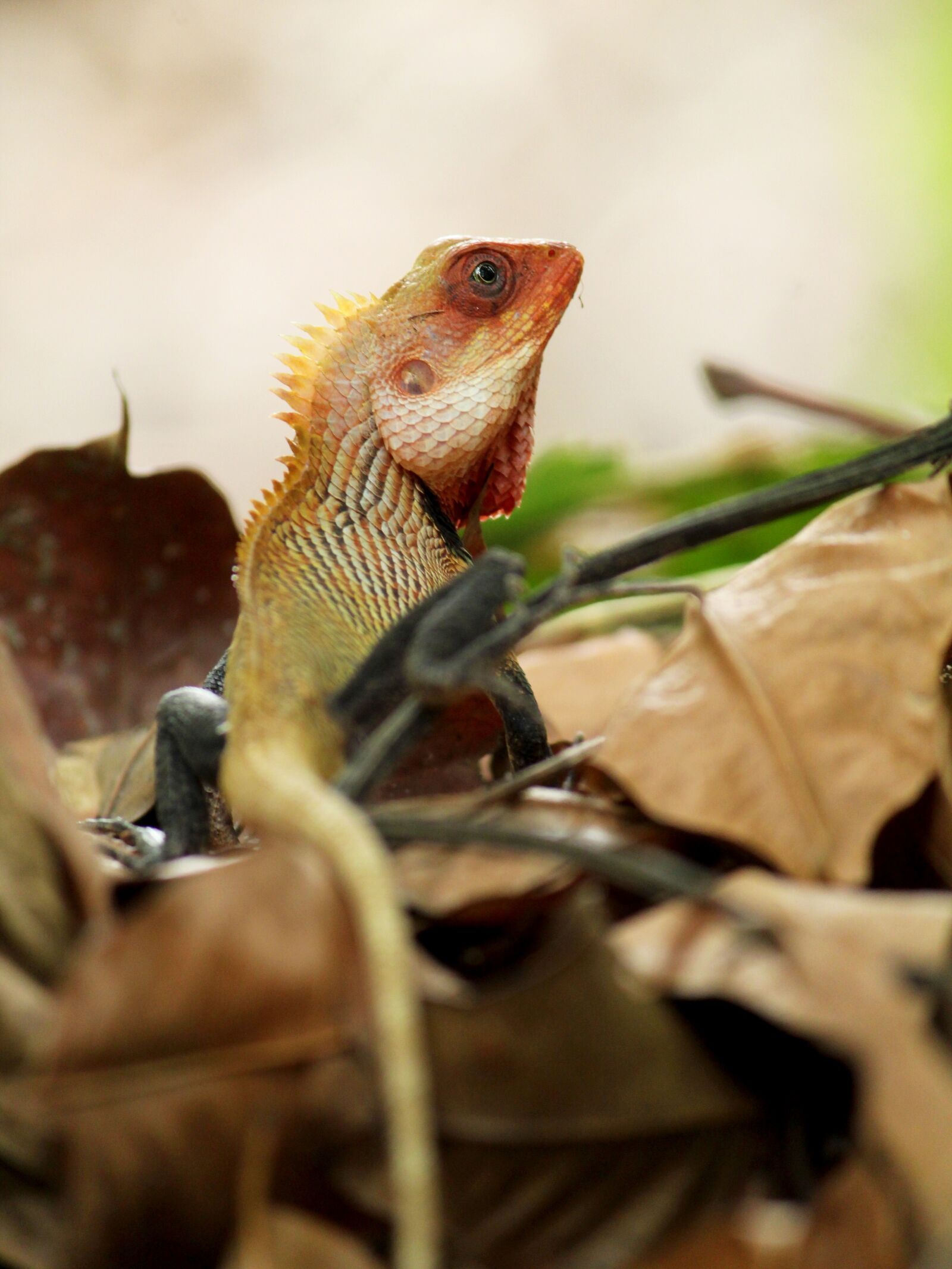 Canon EOS 1300D (EOS Rebel T6 / EOS Kiss X80) sample photo. Oriental garden lizard, lizard photography