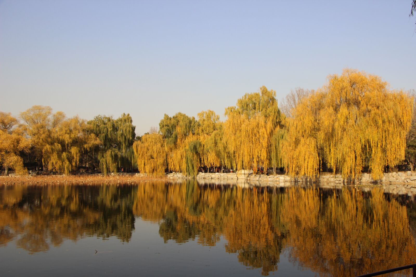 Canon EOS 600D (Rebel EOS T3i / EOS Kiss X5) sample photo. Early winter, pond, tree photography