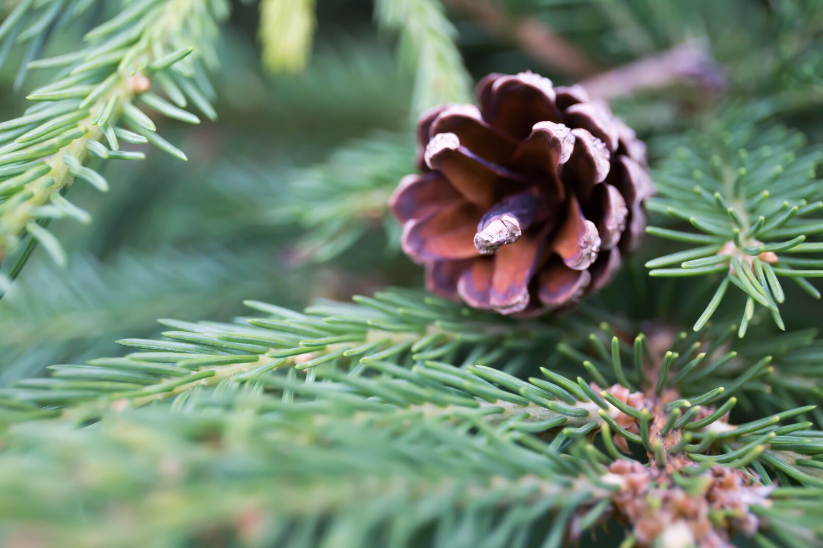 Canon EF 24-70mm F4L IS USM sample photo. Pine cone, christmas tree photography