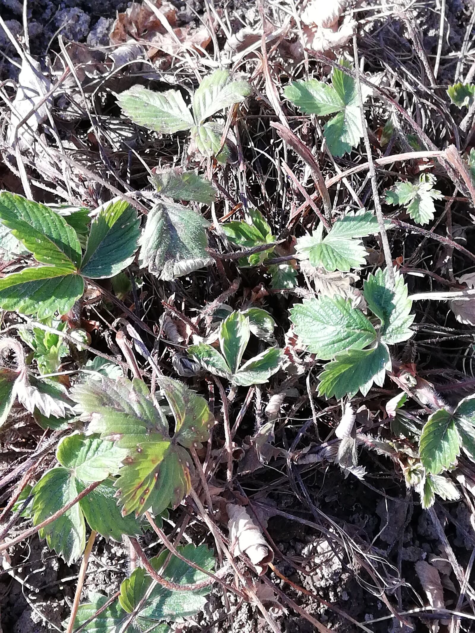 HUAWEI P20 lite sample photo. Bush, strawberry, day photography