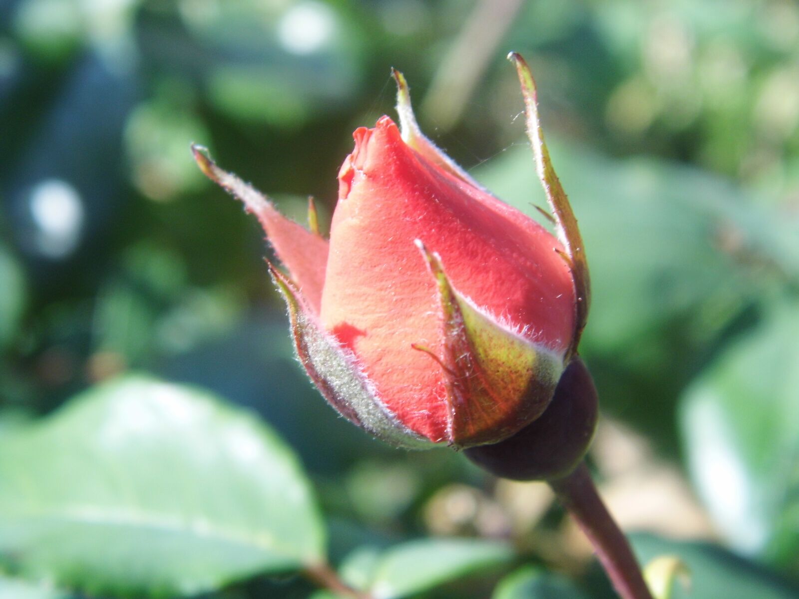 HITACHI HBC-1600E sample photo. Rose, flower, floral photography