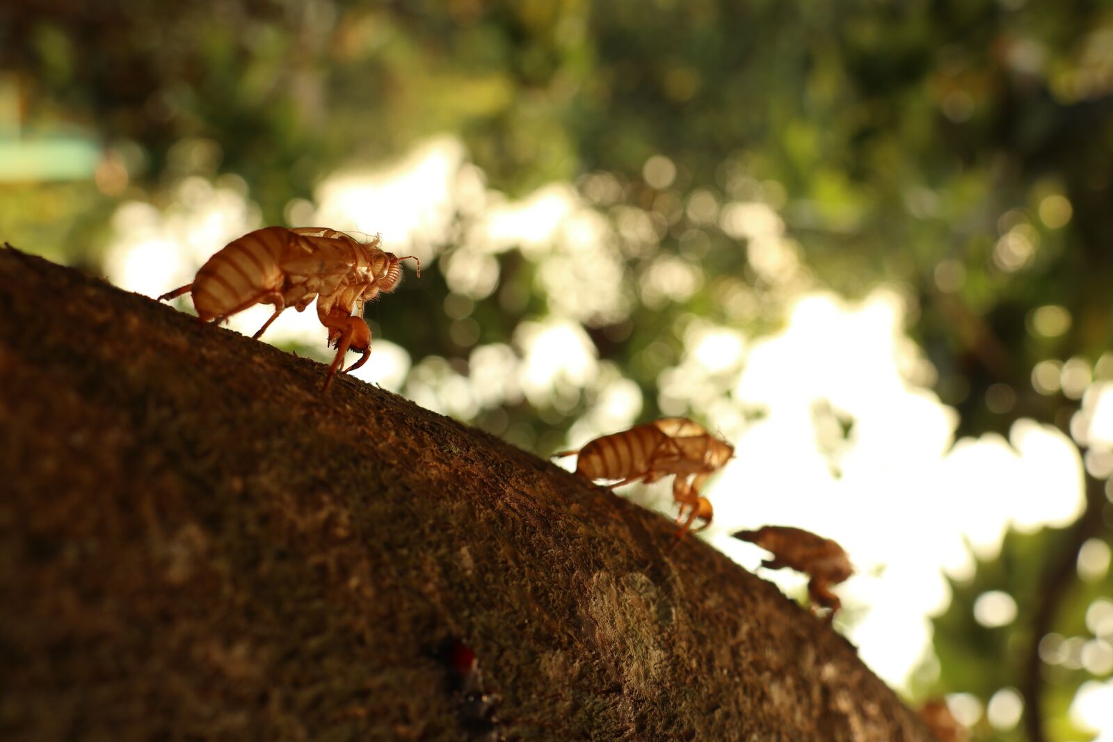 Canon EOS M6 sample photo. Uncover, three cicada, newborn photography