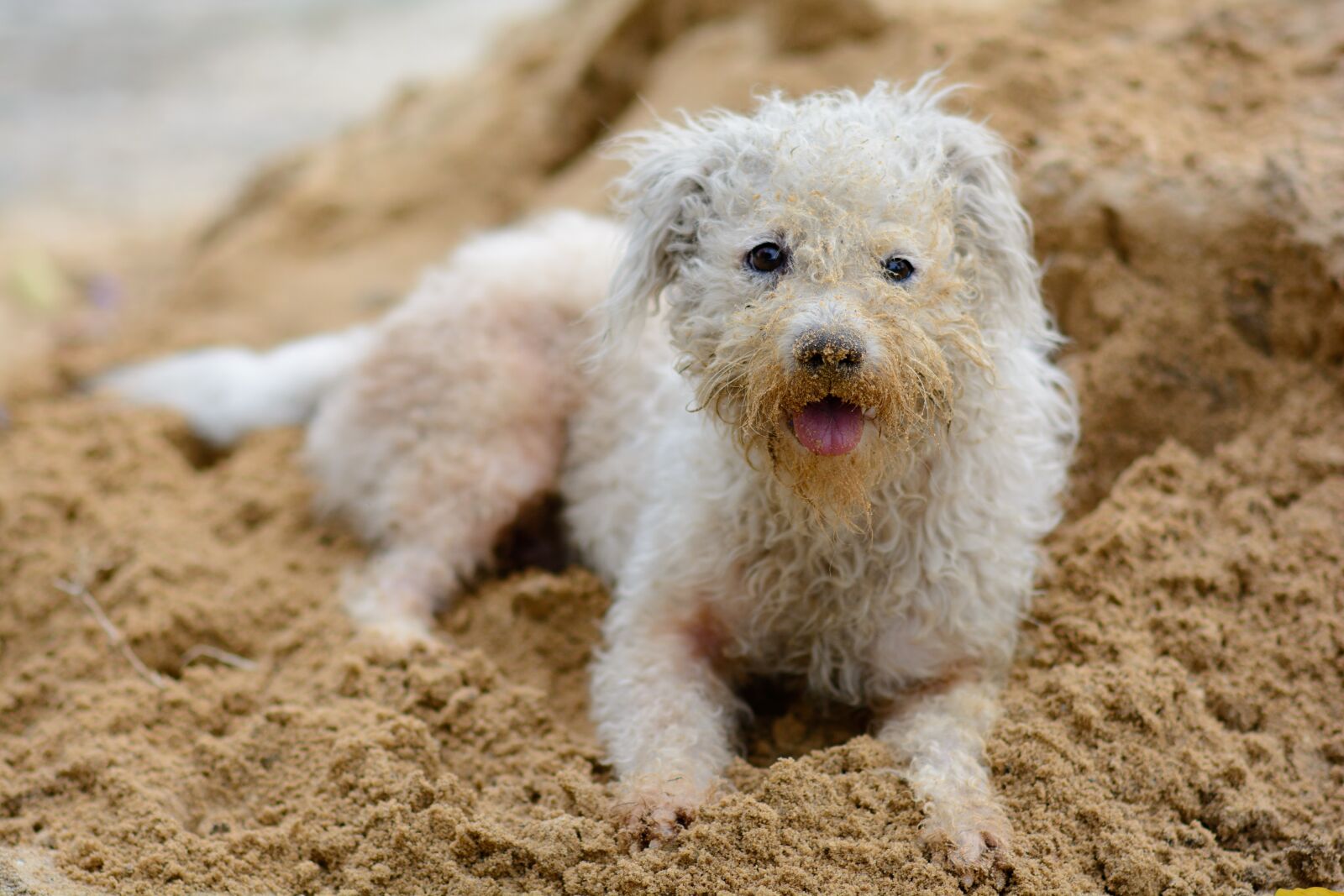 Nikon D7100 sample photo. Dog, animal, pet photography