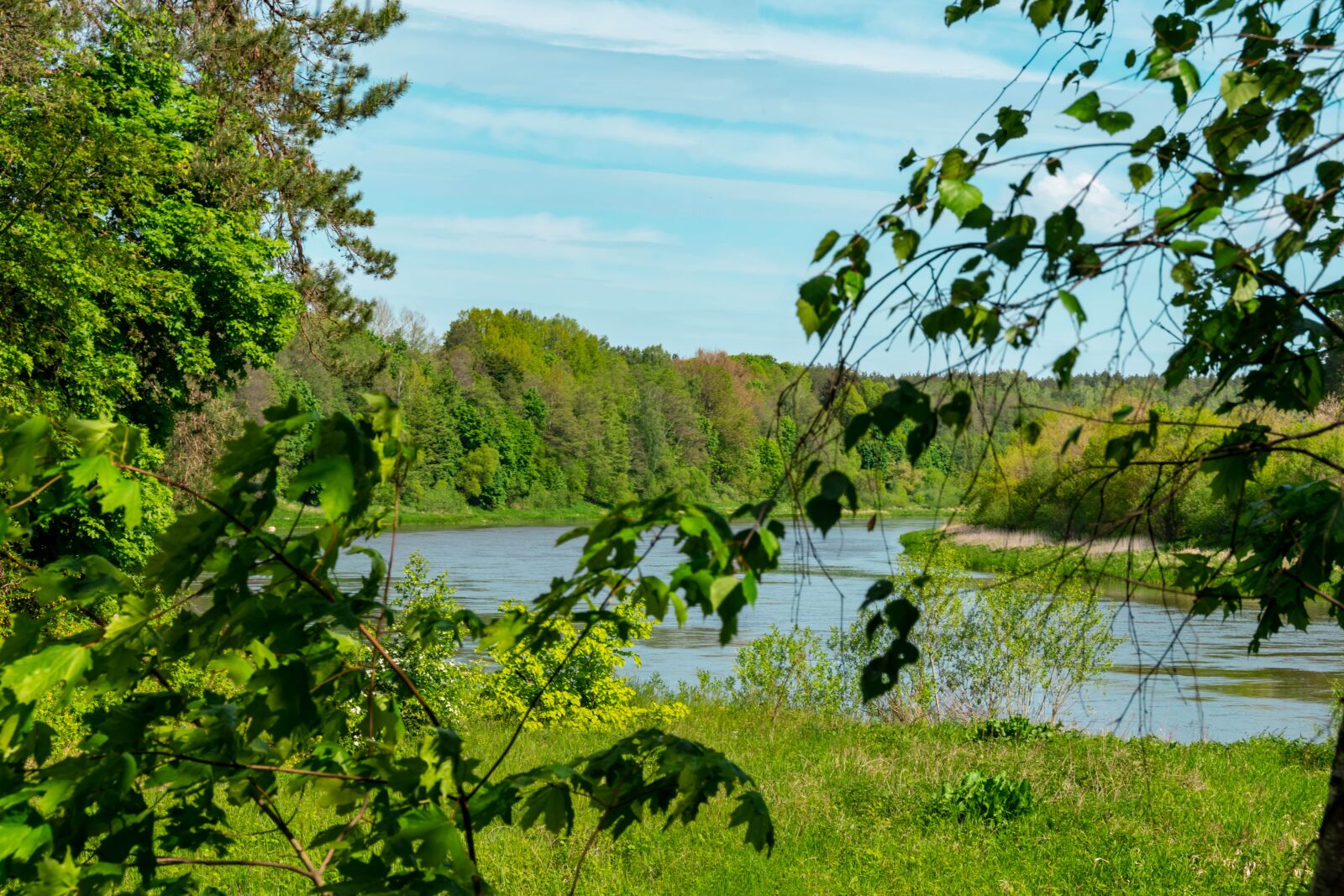 Nikon D5600 sample photo. River, trees, plants photography