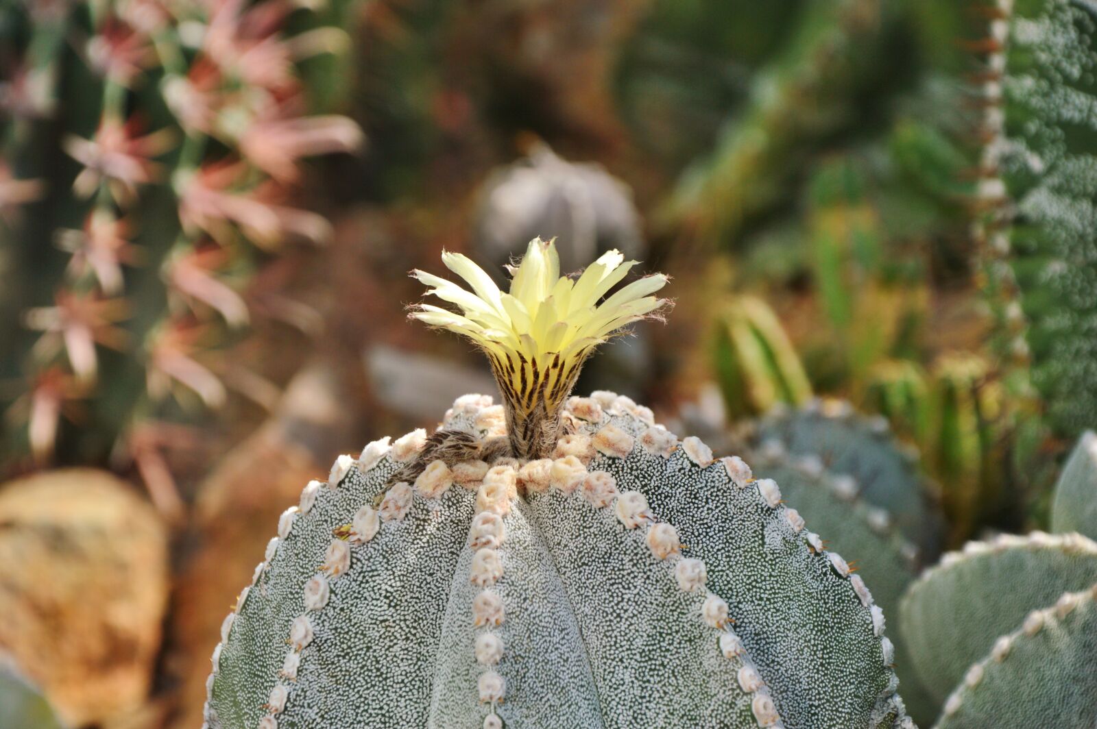 Nikon D3200 sample photo. Cactus, spur, blossom photography