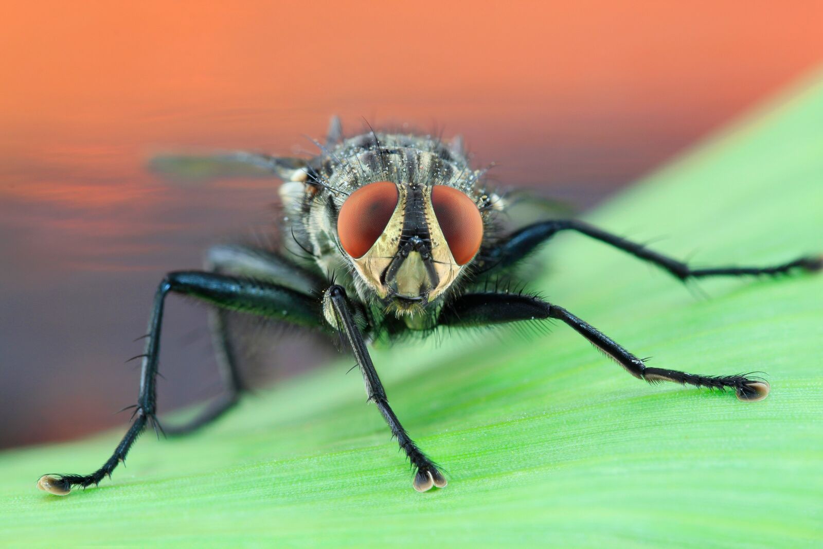 Canon EOS 500D (EOS Rebel T1i / EOS Kiss X3) sample photo. Fly, housefly, macro photography
