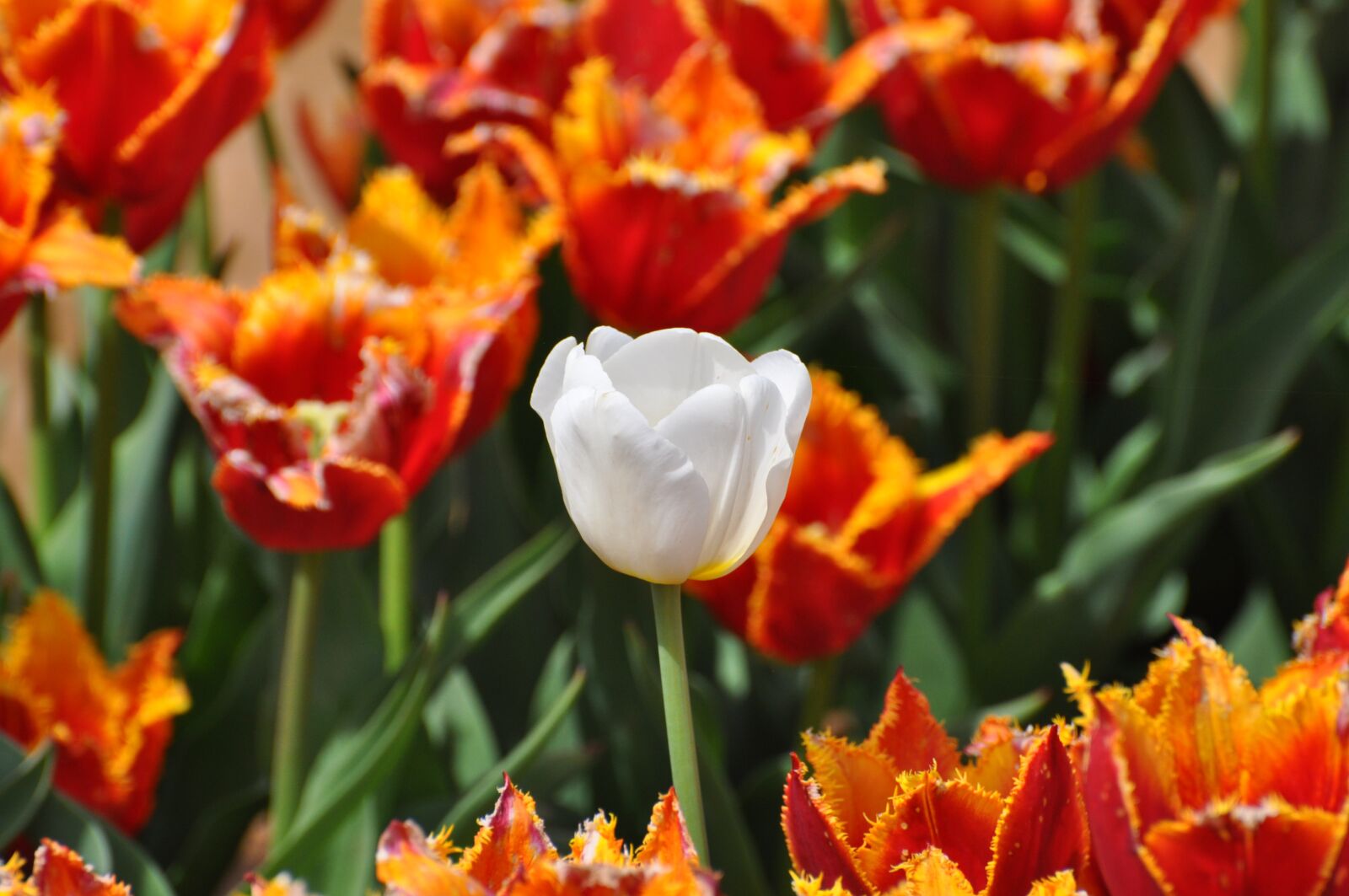 Nikon D5000 sample photo. Orange, white, tulips photography