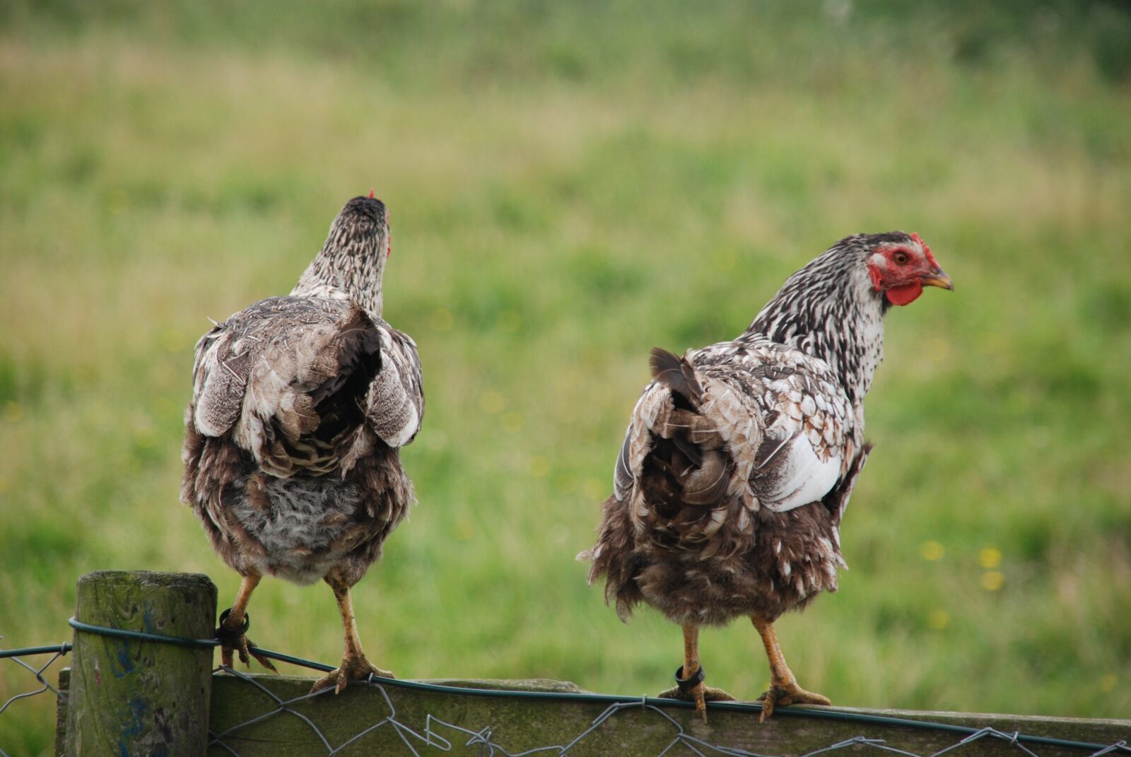 Nikon D80 sample photo. Nature, bird, chicken photography