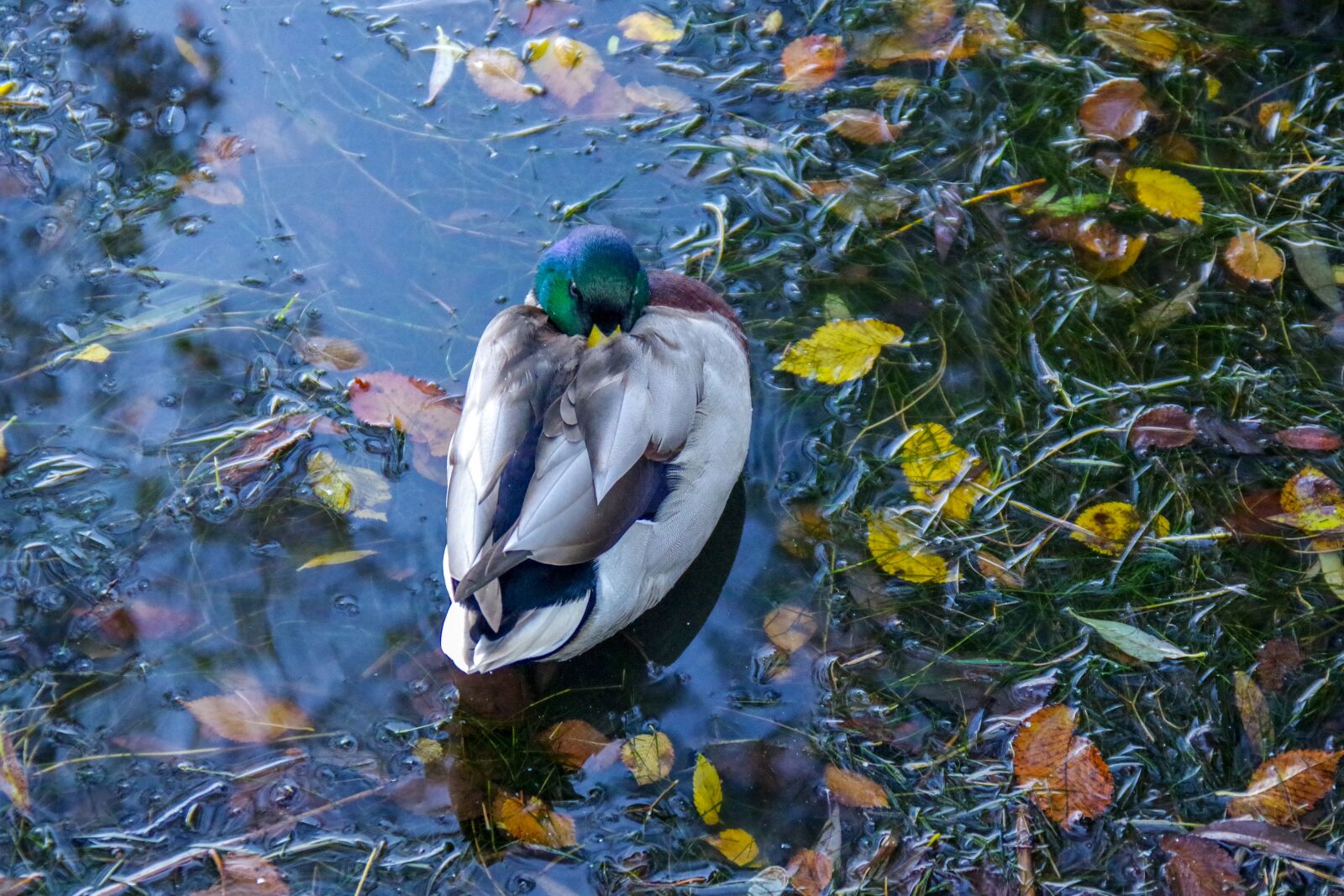 Pentax smc DA* 16-50mm F2.8 ED AL (IF) SDM sample photo. Duck, water, autumn photography