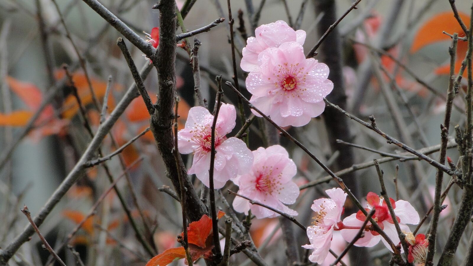Sony Cyber-shot DSC-HX1 sample photo. Flower, yu lee, spring photography