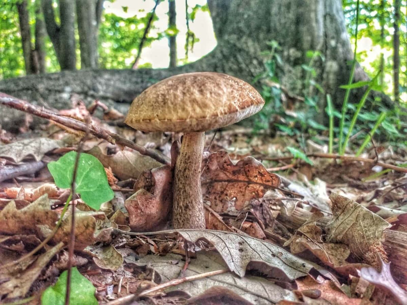 Samsung Galaxy J4+ sample photo. Daylight, dry, forest, ground photography