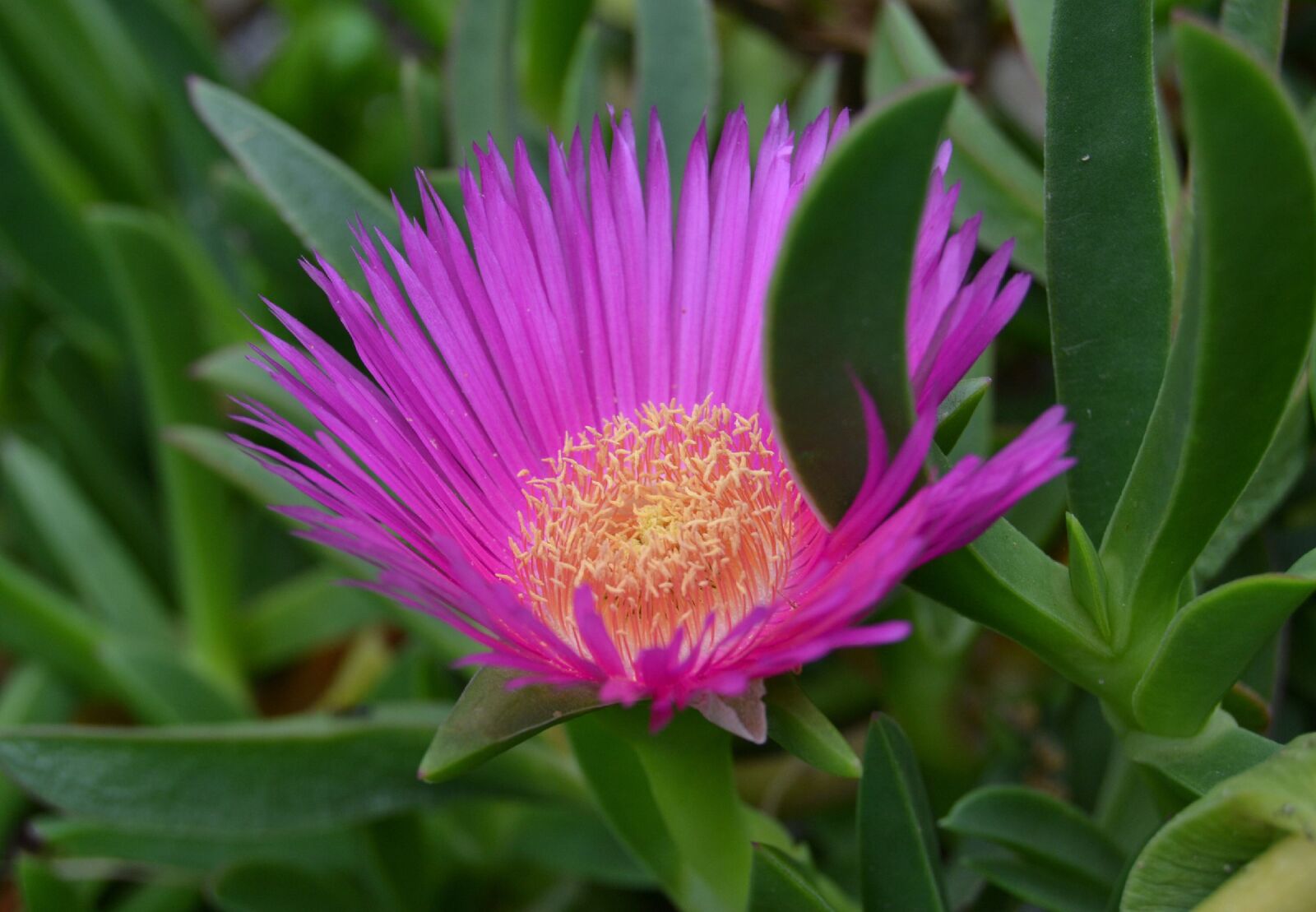 Nikon D3100 sample photo. Fiore, flower, nature photography