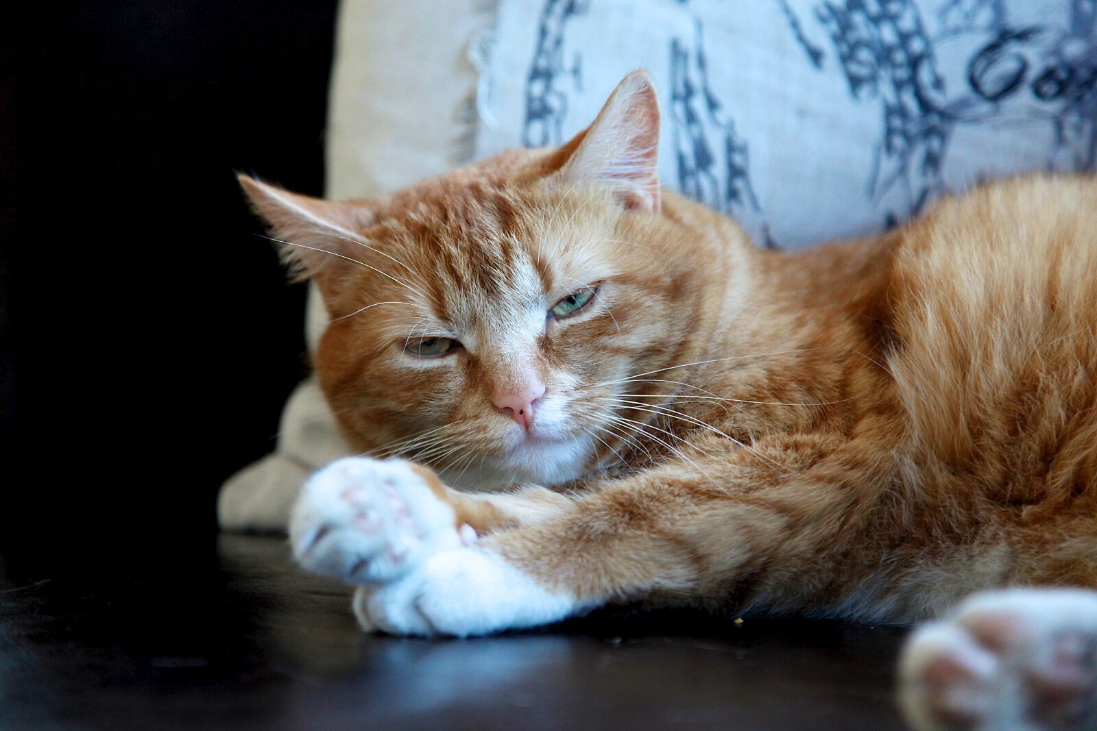 Canon EF 24-105mm F4L IS USM sample photo. Animal, pet, cute, fur photography