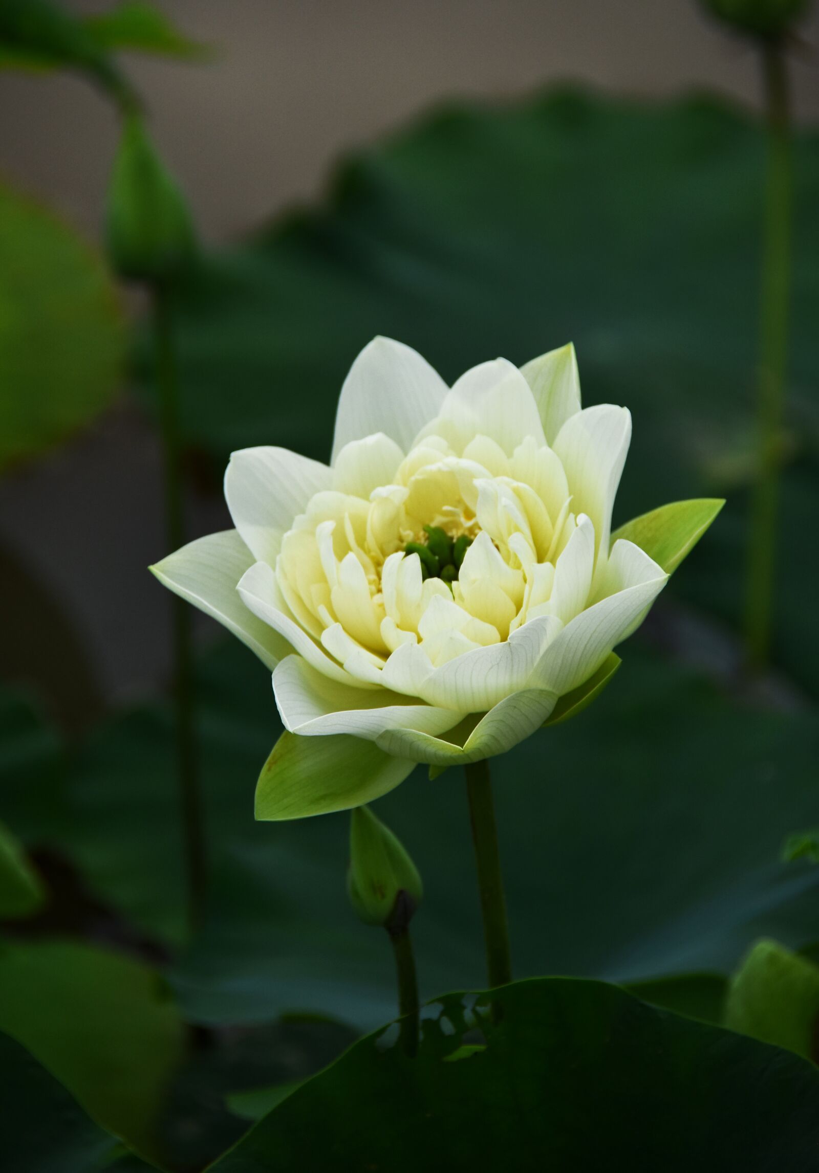 Nikon D7200 sample photo. Golden lotus, blooming, flower photography