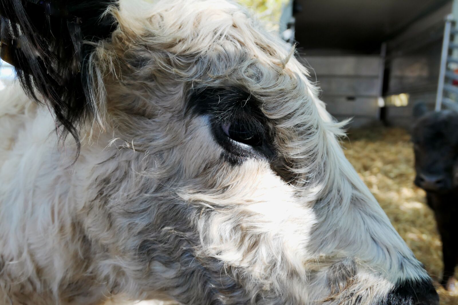Panasonic Lumix DMC-LX10 (Lumix DMC-LX15) sample photo. Livestock, beef, pasture photography