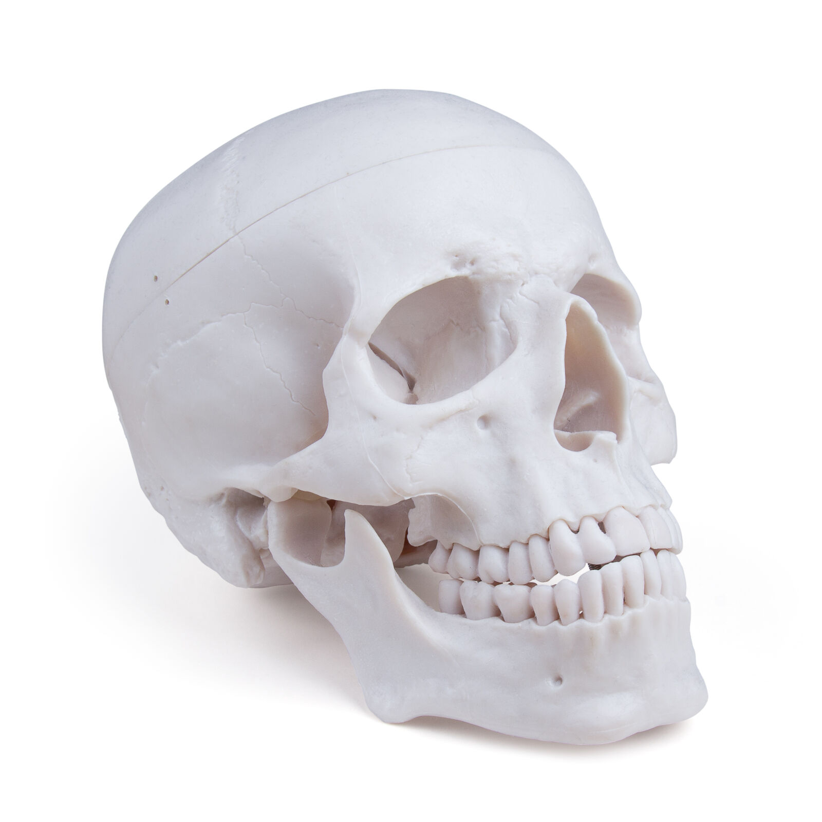 Canon EOS 550D (EOS Rebel T2i / EOS Kiss X4) sample photo. Bone, cranium, eye, socket photography