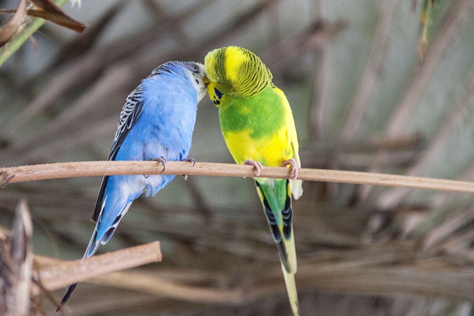 Canon EOS 5D Mark II + Canon EF 28-300mm F3.5-5.6L IS USM sample photo. Budgie, bird, colorful photography