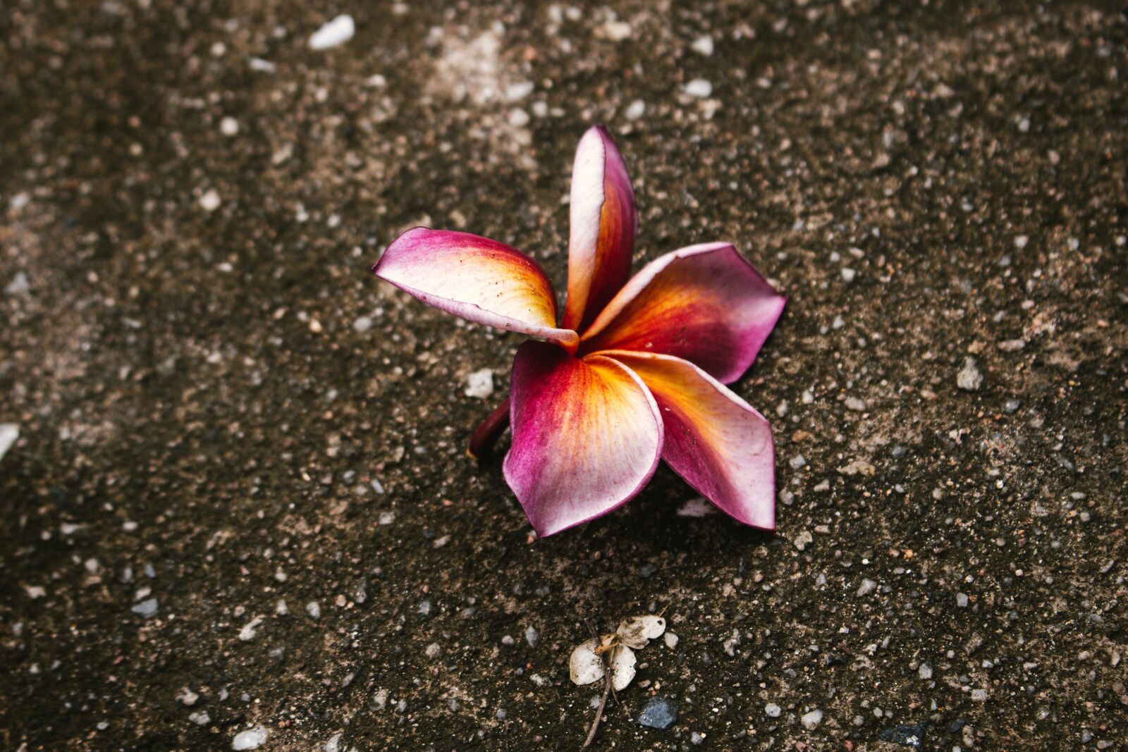 Canon EOS 700D (EOS Rebel T5i / EOS Kiss X7i) sample photo. Plumeria, flower, thailand photography
