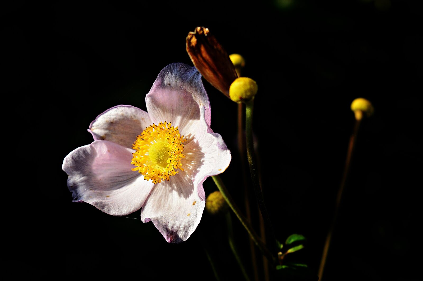 Nikon D3200 sample photo. Flower, garden, flowers photography