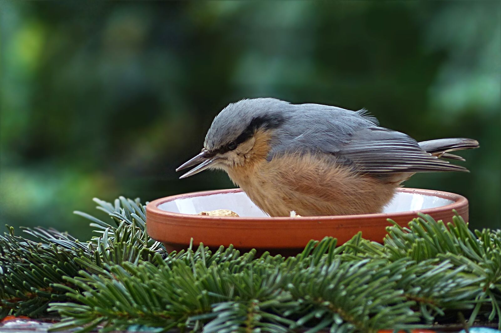 Panasonic Lumix DMC-FZ200 sample photo. Bird, kleiber, sitta europaea photography