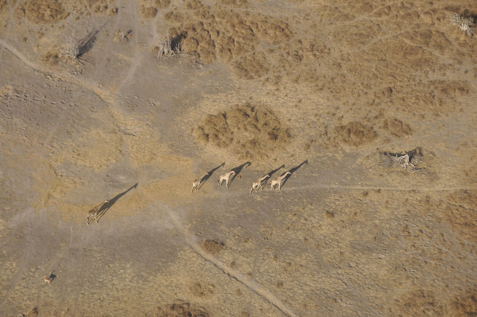 Nikon D90 sample photo. Giraffes, okavango, flight photography