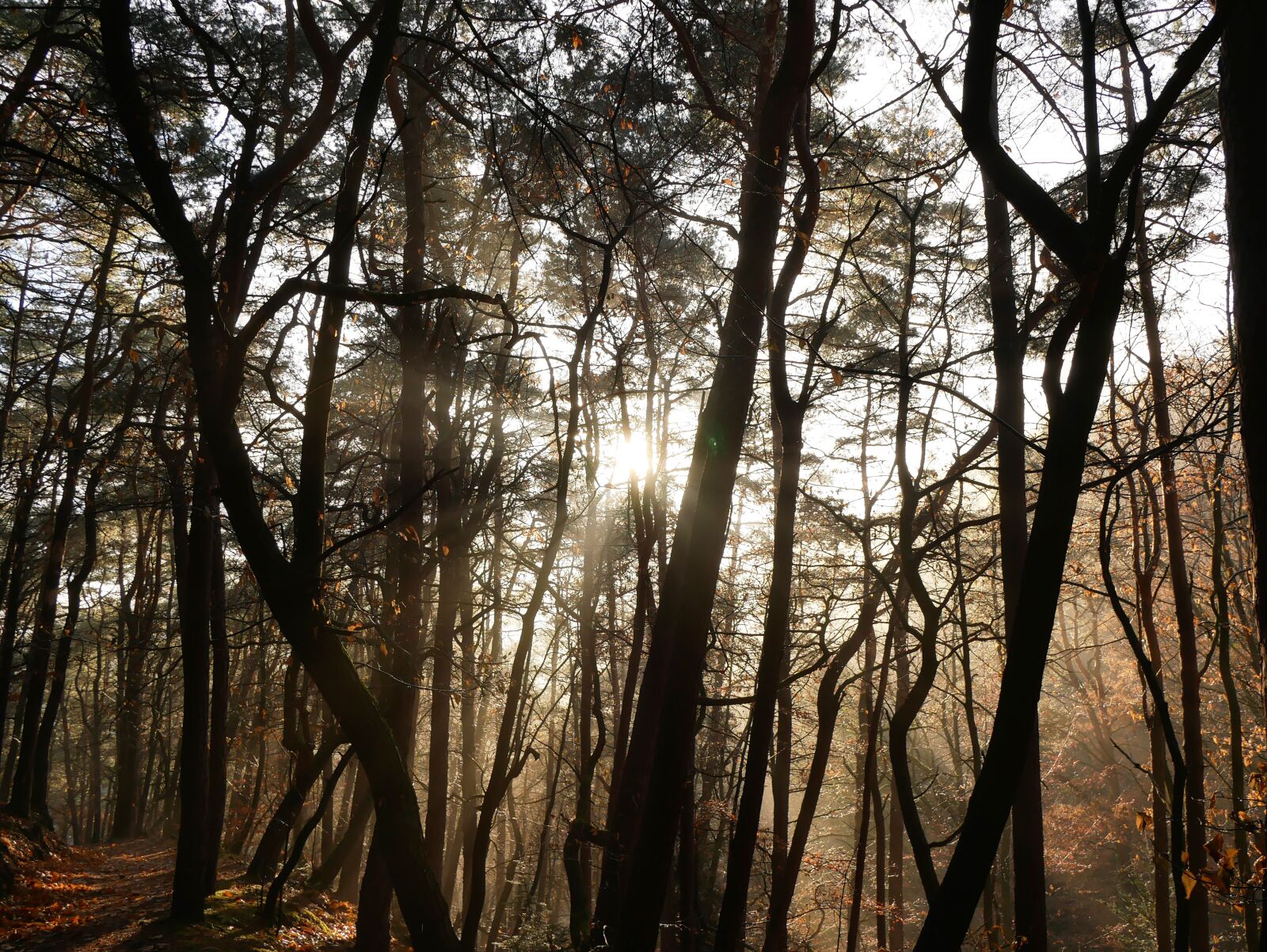 Panasonic Lumix DMC-GX85 (Lumix DMC-GX80 / Lumix DMC-GX7 Mark II) sample photo. Forest, nature, autumn photography