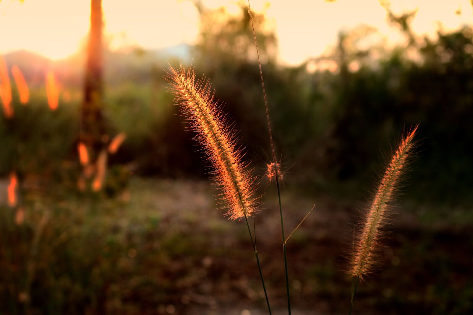 Canon EOS 750D (EOS Rebel T6i / EOS Kiss X8i) sample photo. Flowering grass, mead, nature photography