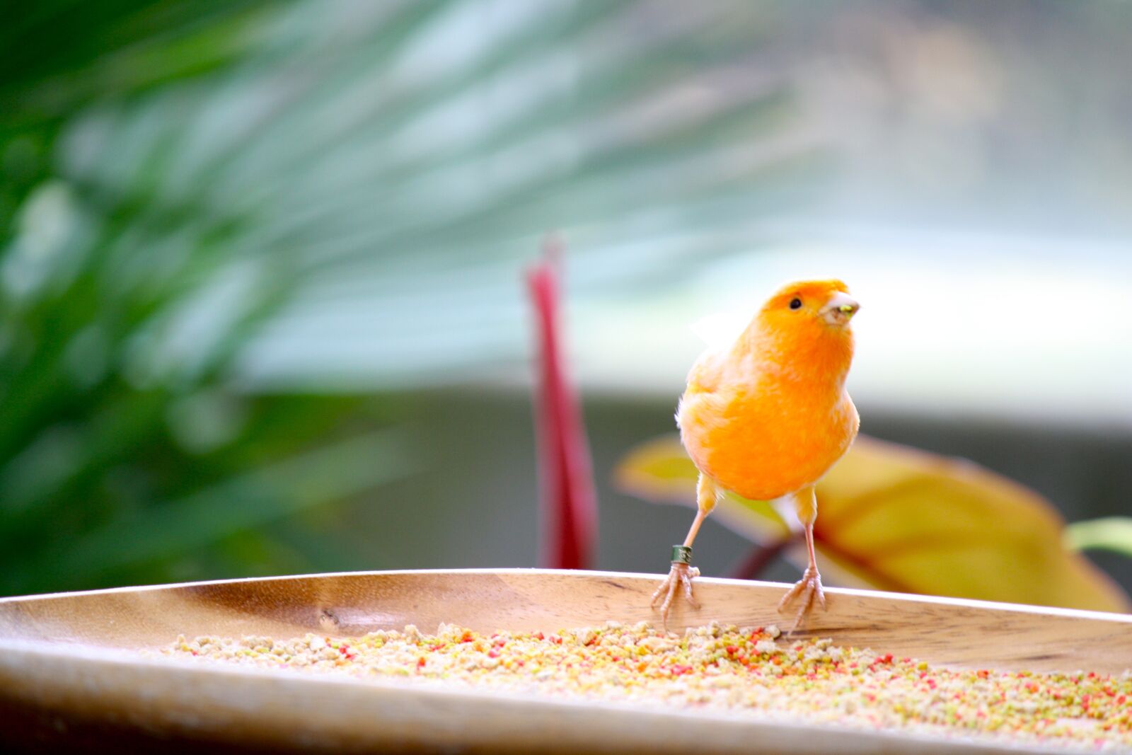 Canon EOS 1000D (EOS Digital Rebel XS / EOS Kiss F) sample photo. Bird, yellow, orange photography