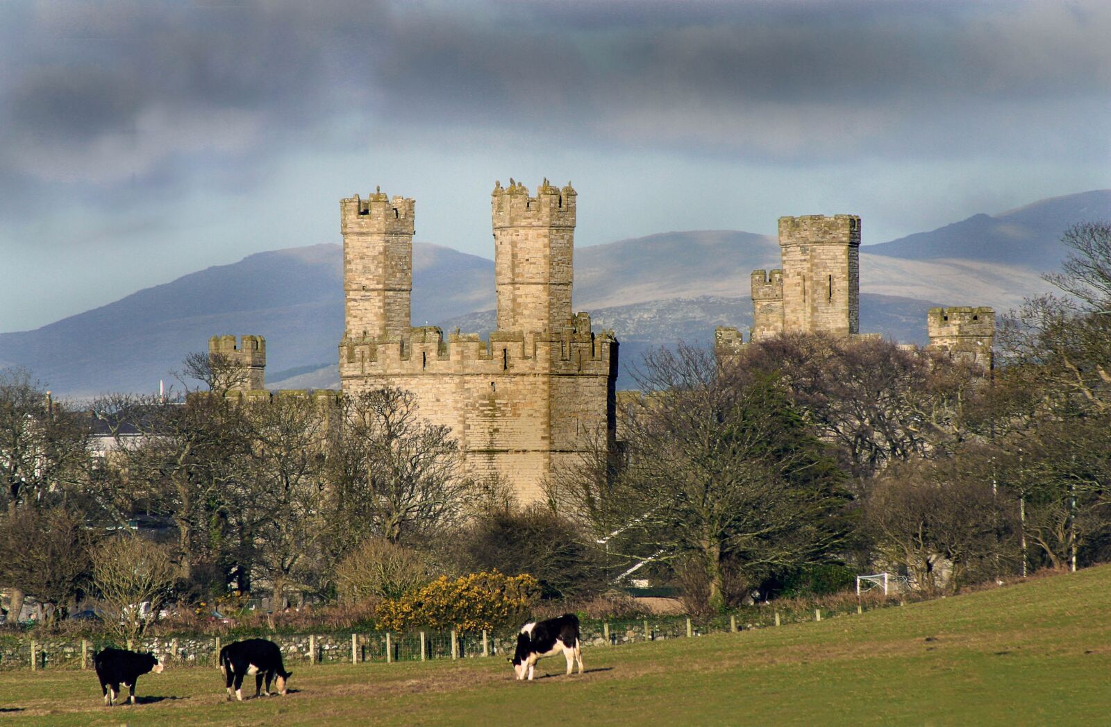 Canon EOS D60 sample photo. Caernarfon castle, cattle, north photography