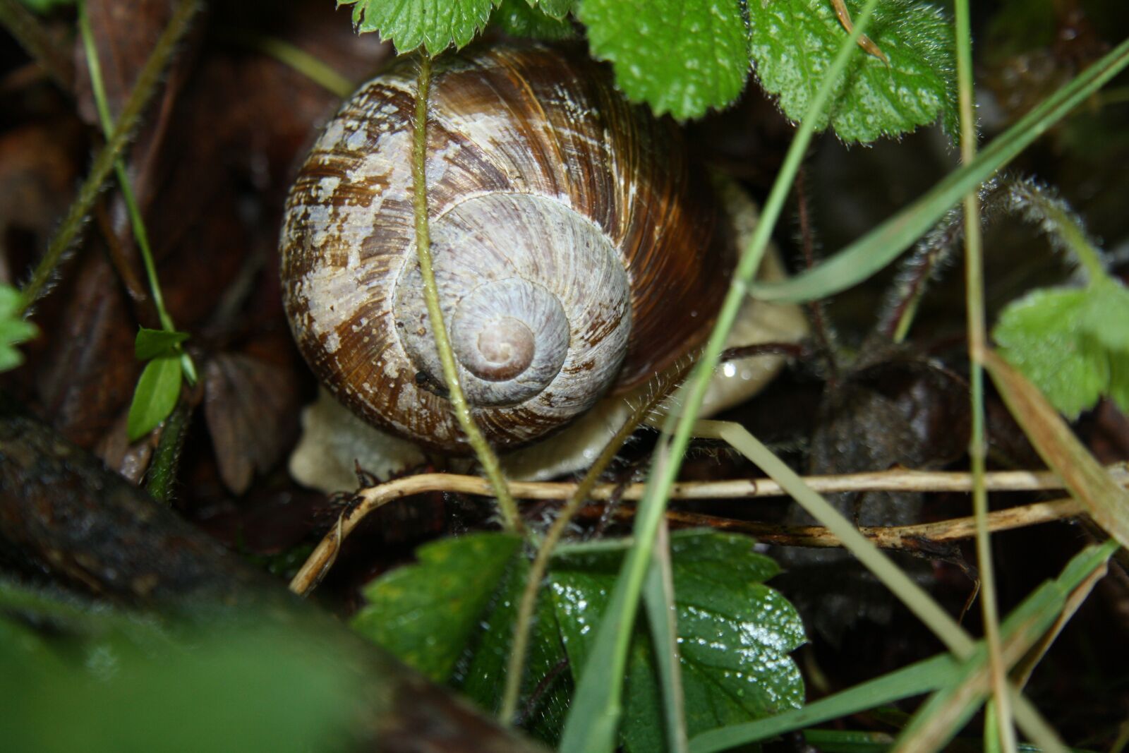 Canon EOS 1000D (EOS Digital Rebel XS / EOS Kiss F) sample photo. Snail, summer, shell photography