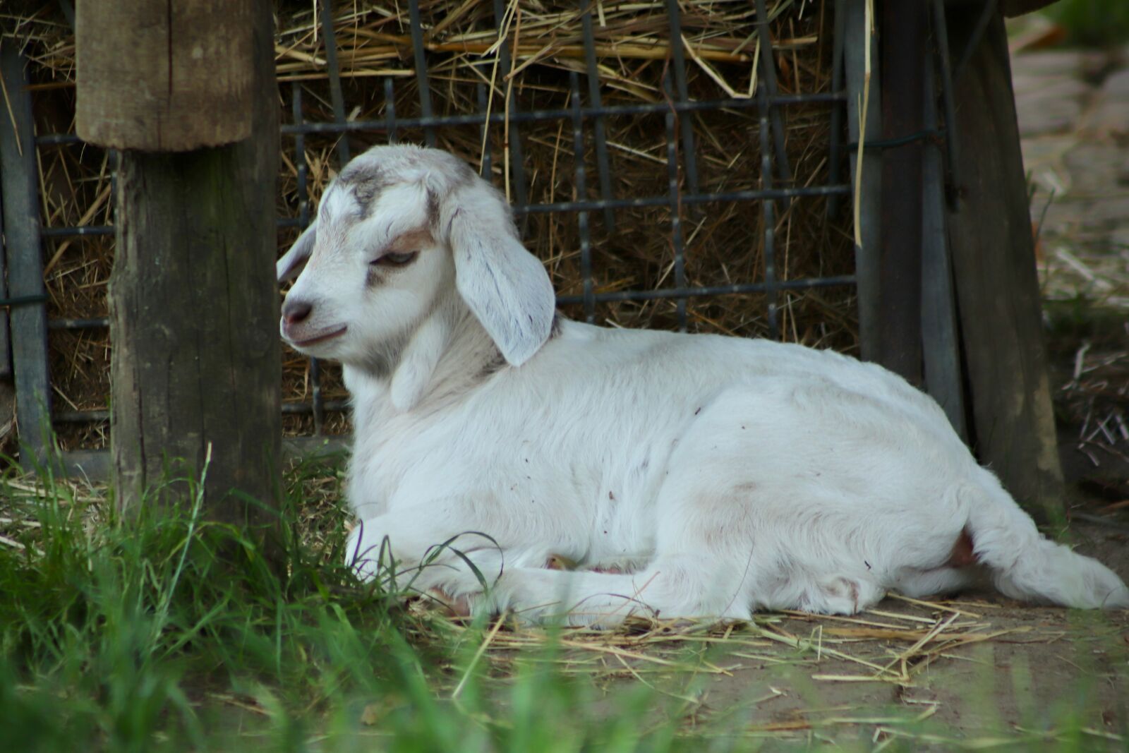 Canon EOS 800D (EOS Rebel T7i / EOS Kiss X9i) sample photo. Kid, goat, playful photography
