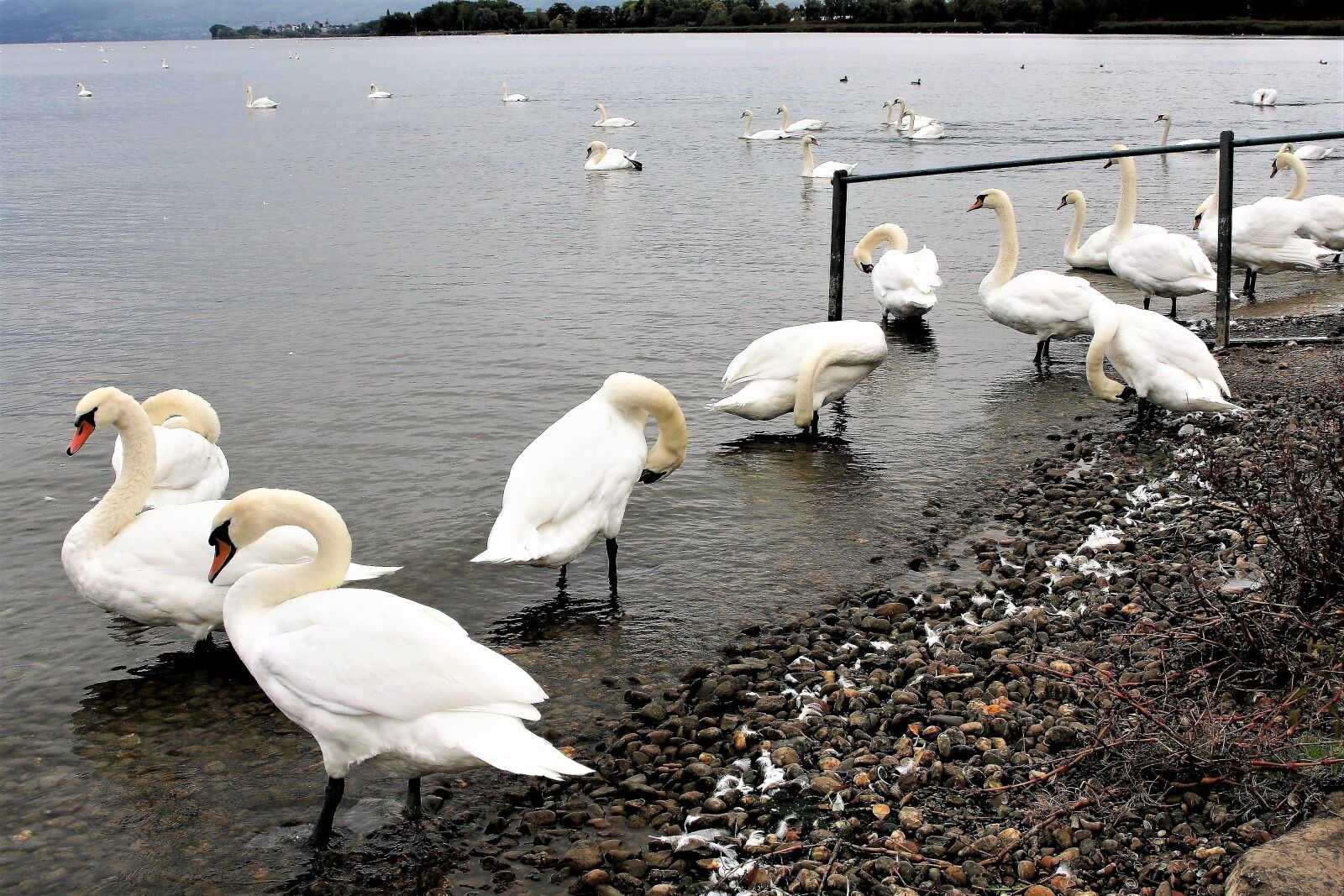 Canon EOS 400D (EOS Digital Rebel XTi / EOS Kiss Digital X) sample photo. Wild birds, herd, lake photography