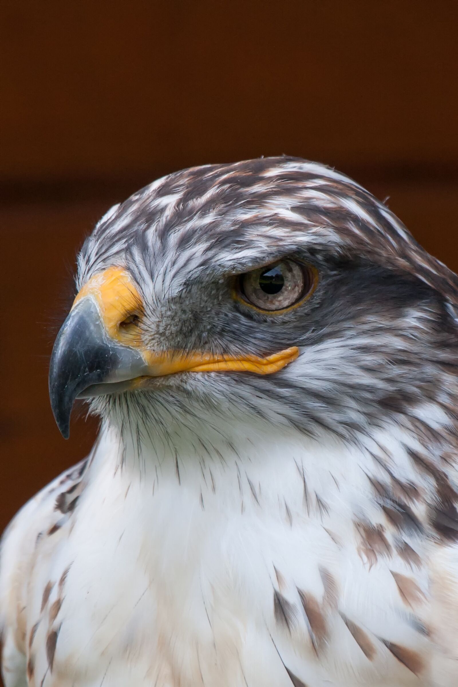 Canon EOS 40D + Canon EF 100-400mm F4.5-5.6L IS USM sample photo. Bird of prey, animal photography
